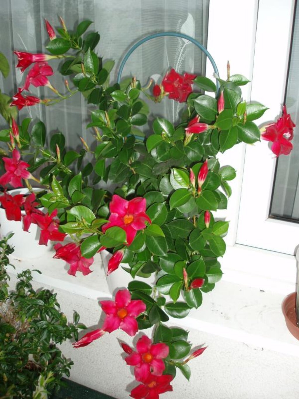 цветущая домашняя лиана фото