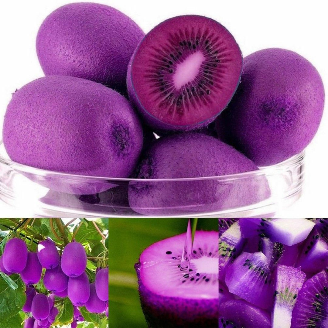 Сорта киви фиолетовый