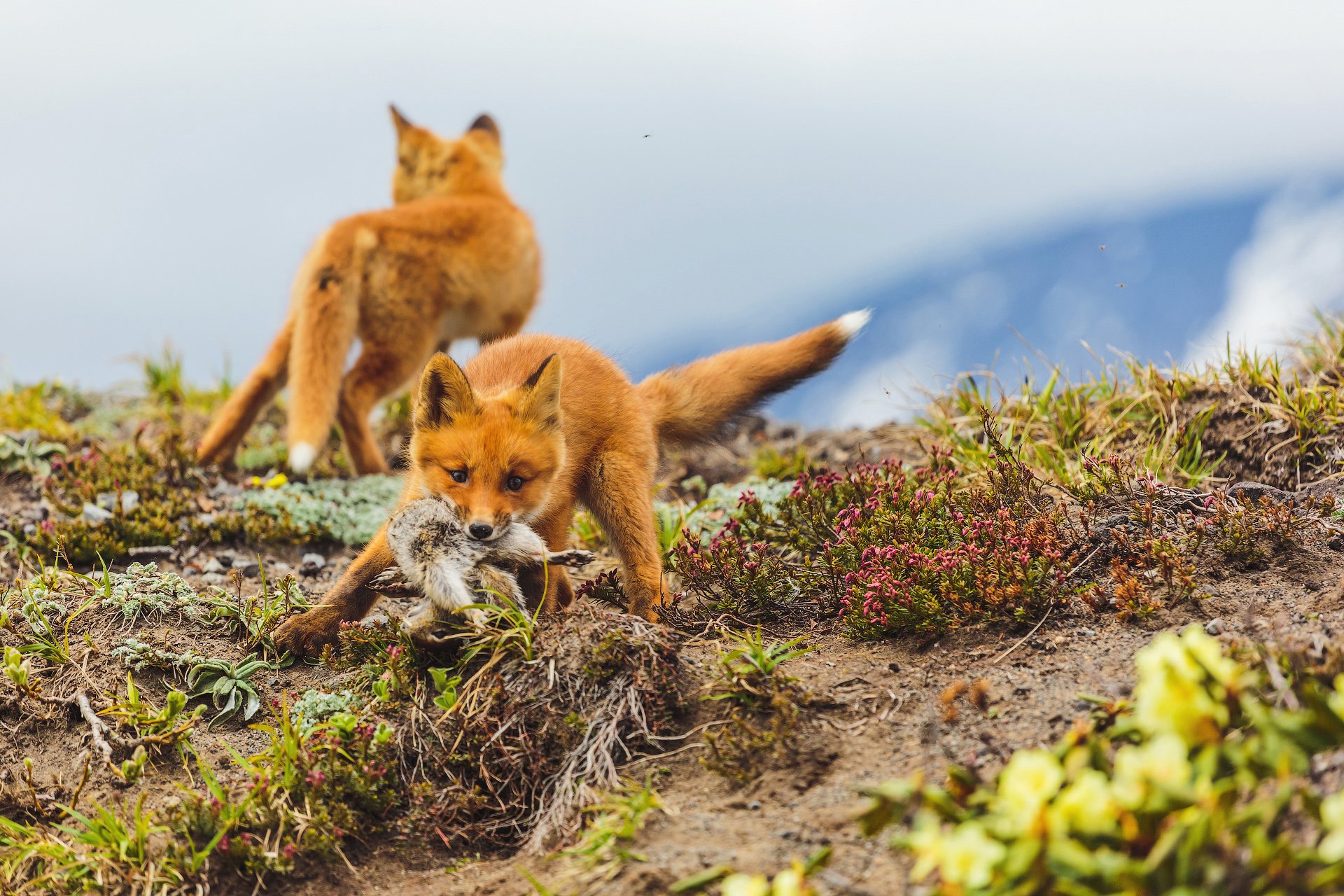Мир животных очень разнообразен. Шантарские острова животные. Национальный парк Шантарские острова. Шантарские острова лиса. Крымская Горная лисица.
