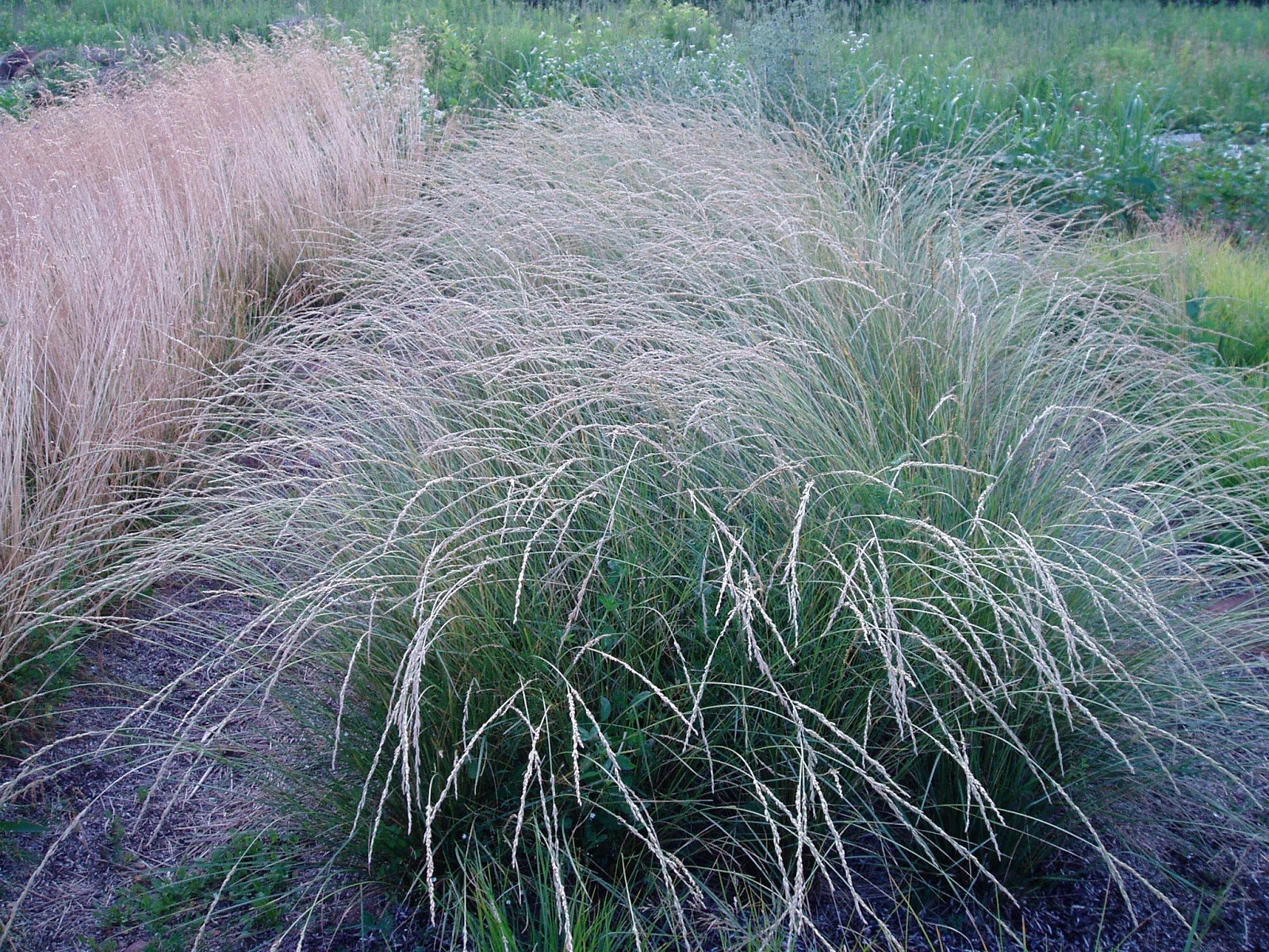 Овсяница festuca. Овсяница Майра. Овсяница фестука. Овсяница мэра.