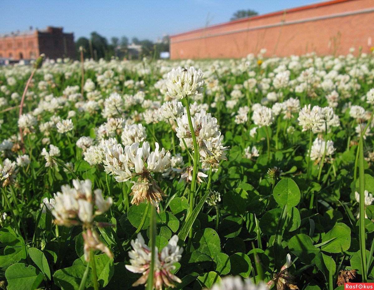 Клевер ривендел. Клевер ползучий (Trifolium repens). Клевер белый ползучий. Клевер ползучий белый Ривендел. Клевер белый Rivendel.