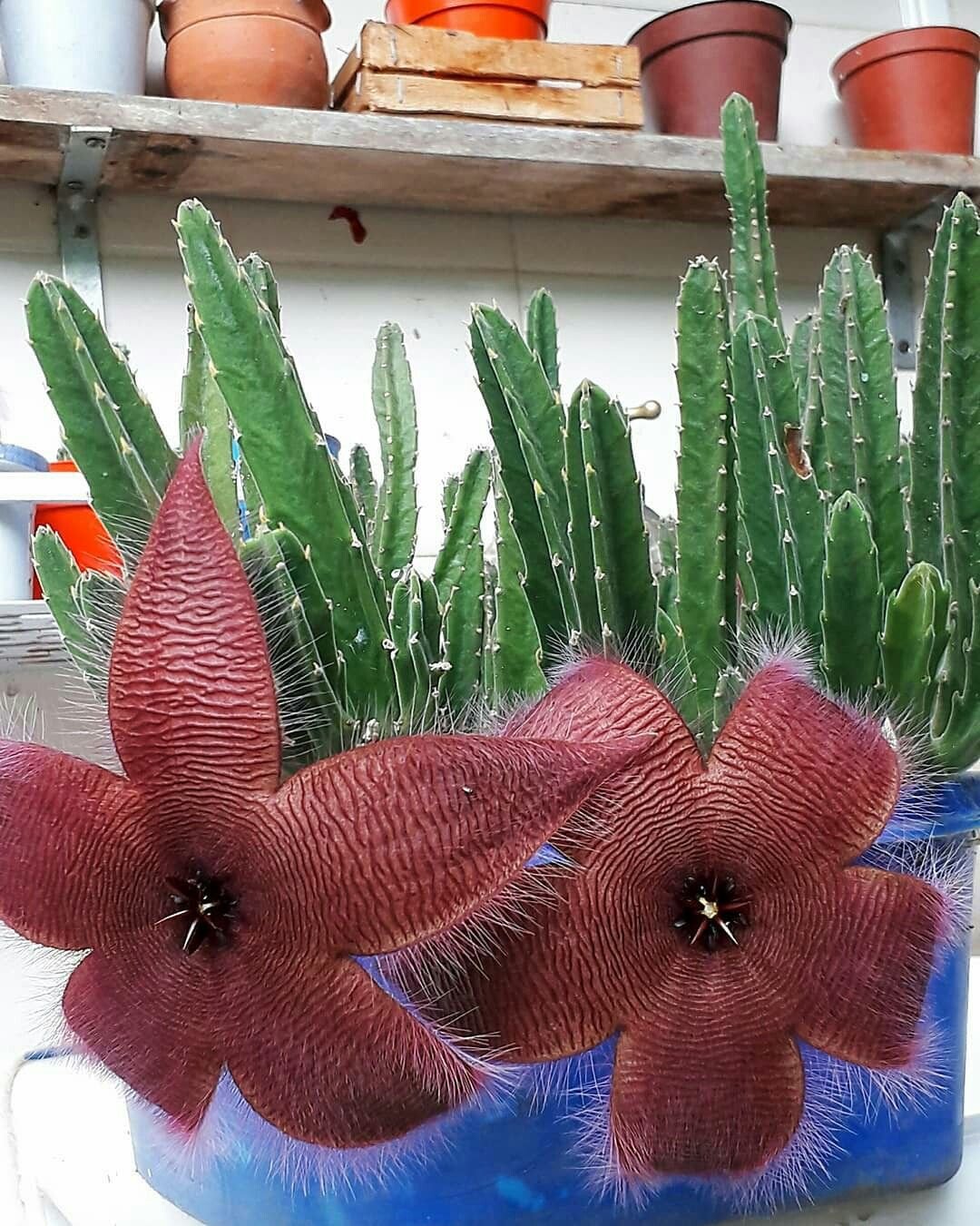 Stapelia glanduliflora