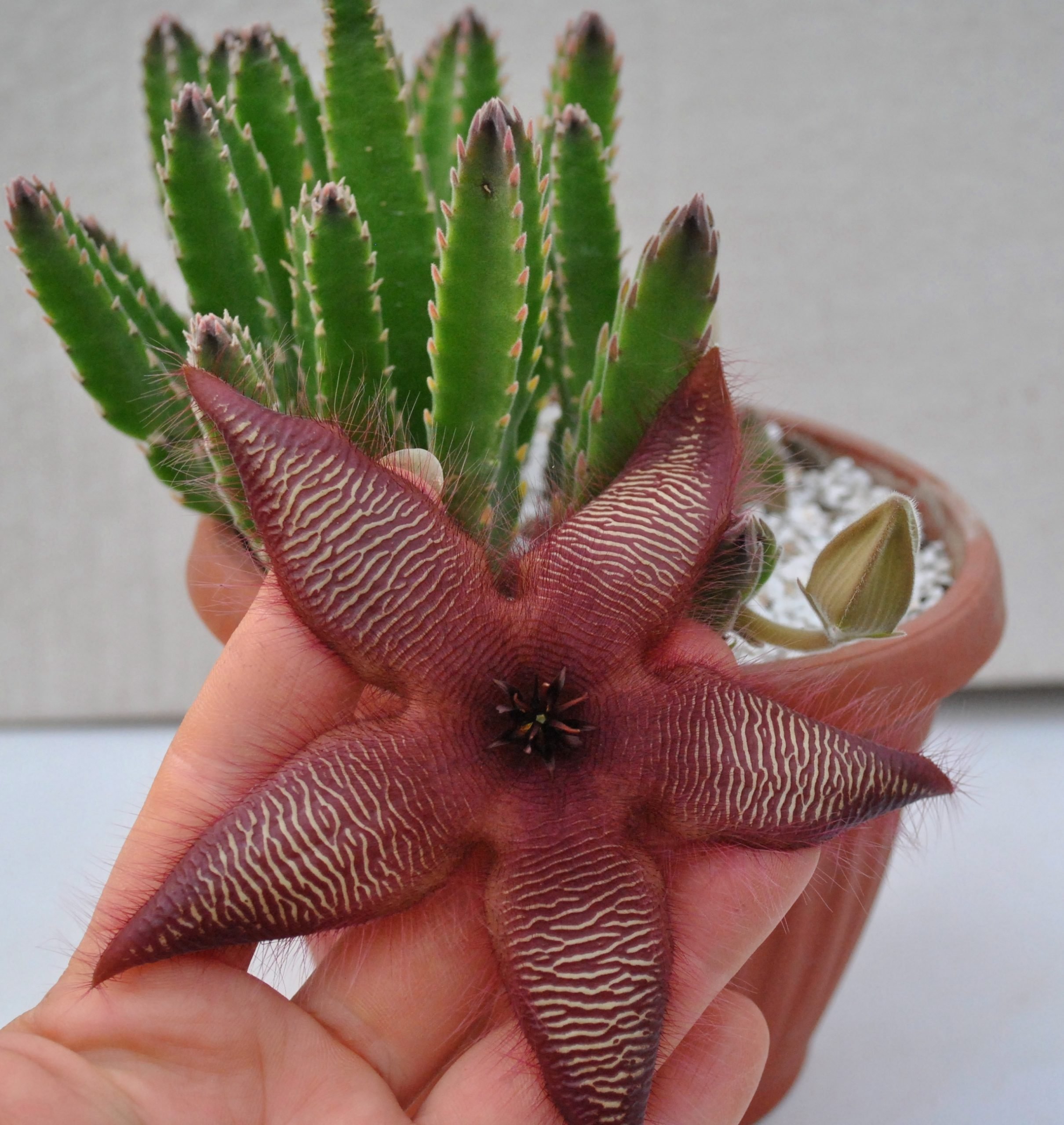 Stapelia glanduliflora