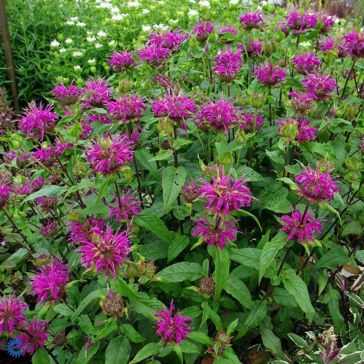 Монарда violacea