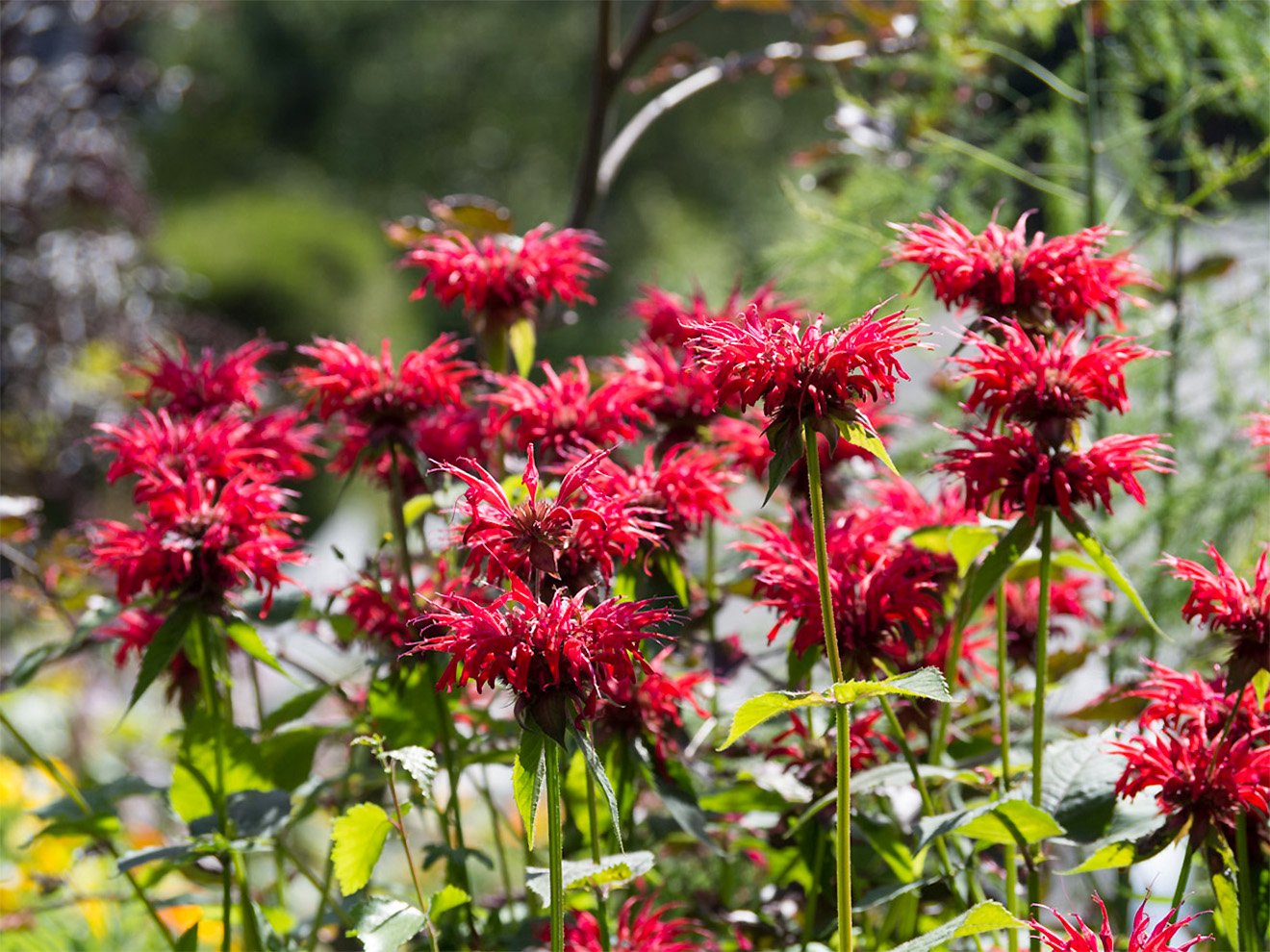 Монарда (Monarda «prariebrand»