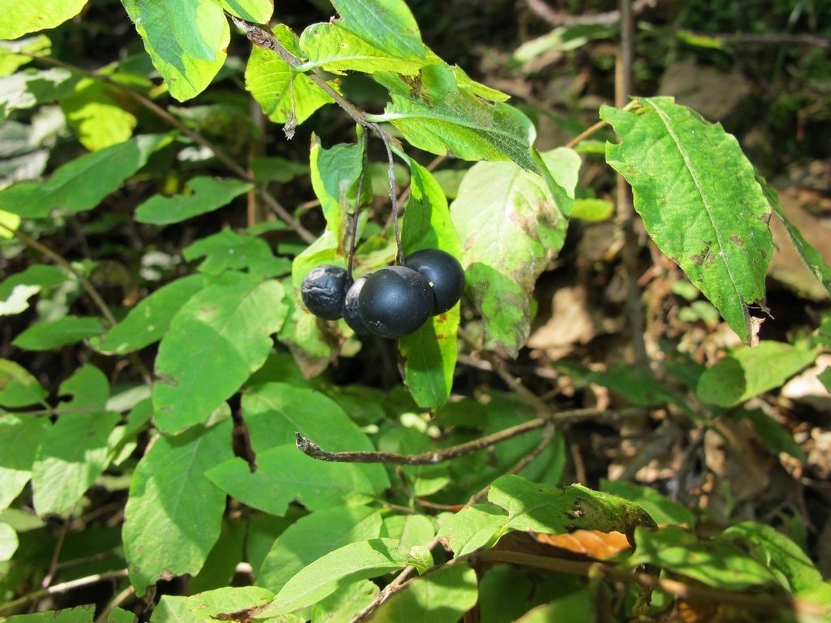 Черные ягоды в лесу. Жимолость черная Лесная. Жимолость Лесная черные ягоды. Жимолость с черными ягодами. Паслен жимолость.