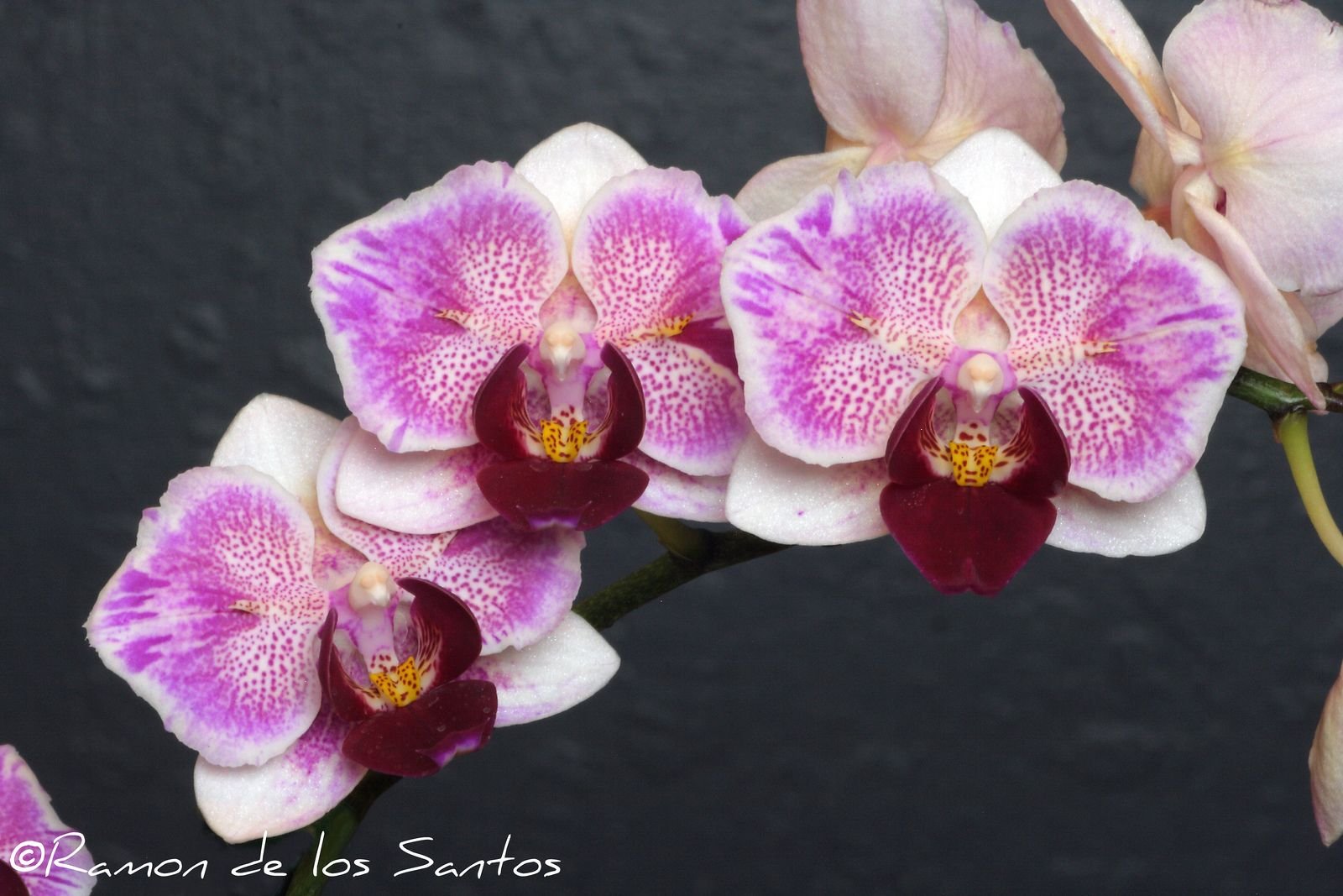 Орхидея Сого Пони