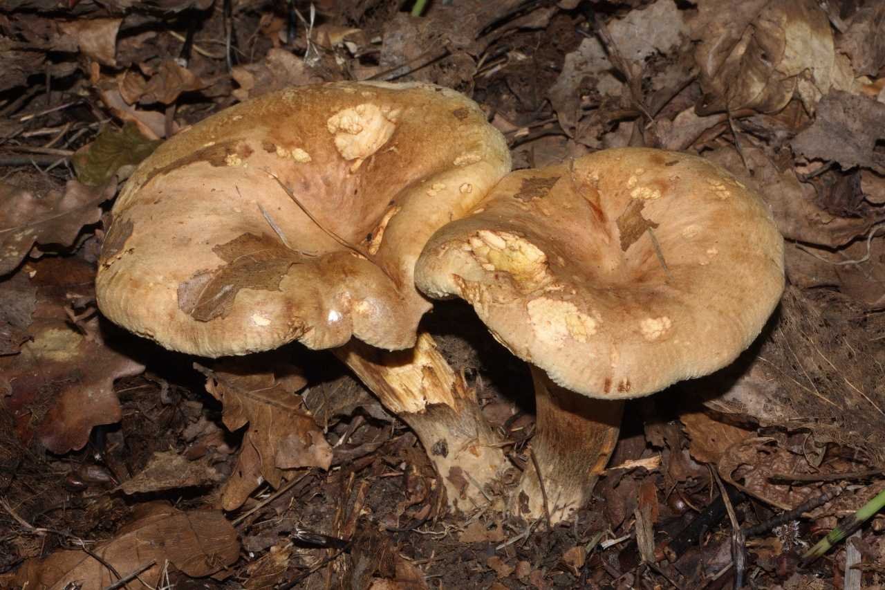 Свинухи. Дунька гриб свинушка. Свинушка уховидная. Свинушка Paxillus rubicundulus. Грибы свинухи подтопольники.