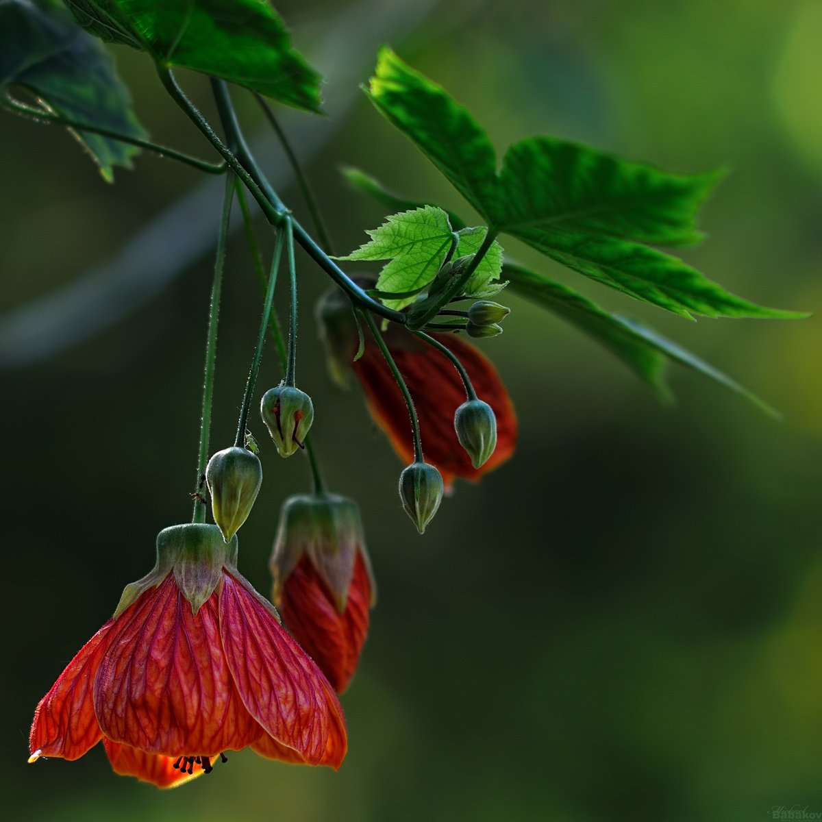 Абутилон. Абутилон канатник. Абутилон Дарвина (Abutilon darwinii). Абутилон sellovianum. Абутилон Ассирия.