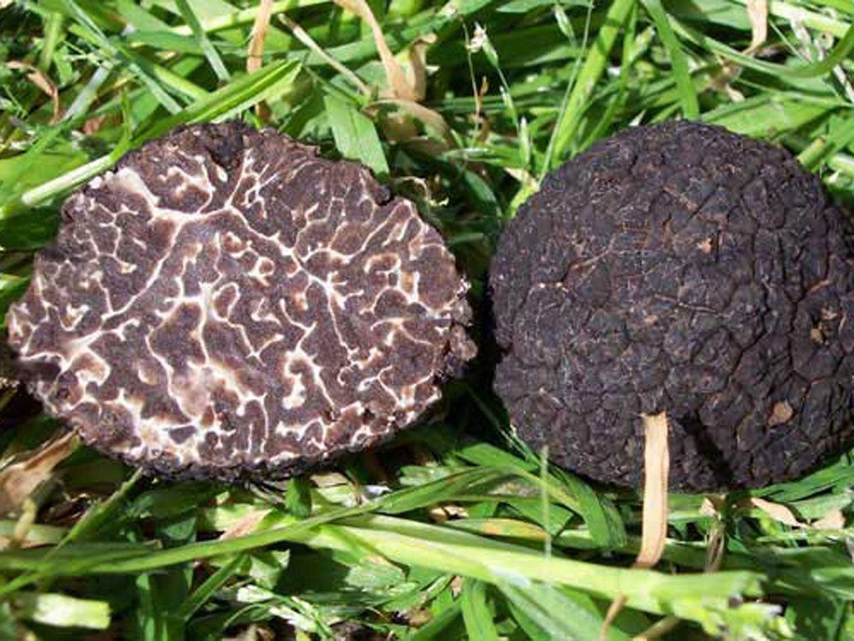 Черные грибы виды. Трюфеля чёрного (Tuber melanosporum). Чёрный трюфель brumale. Гриб трюфель летний. Трюфель кавказский.