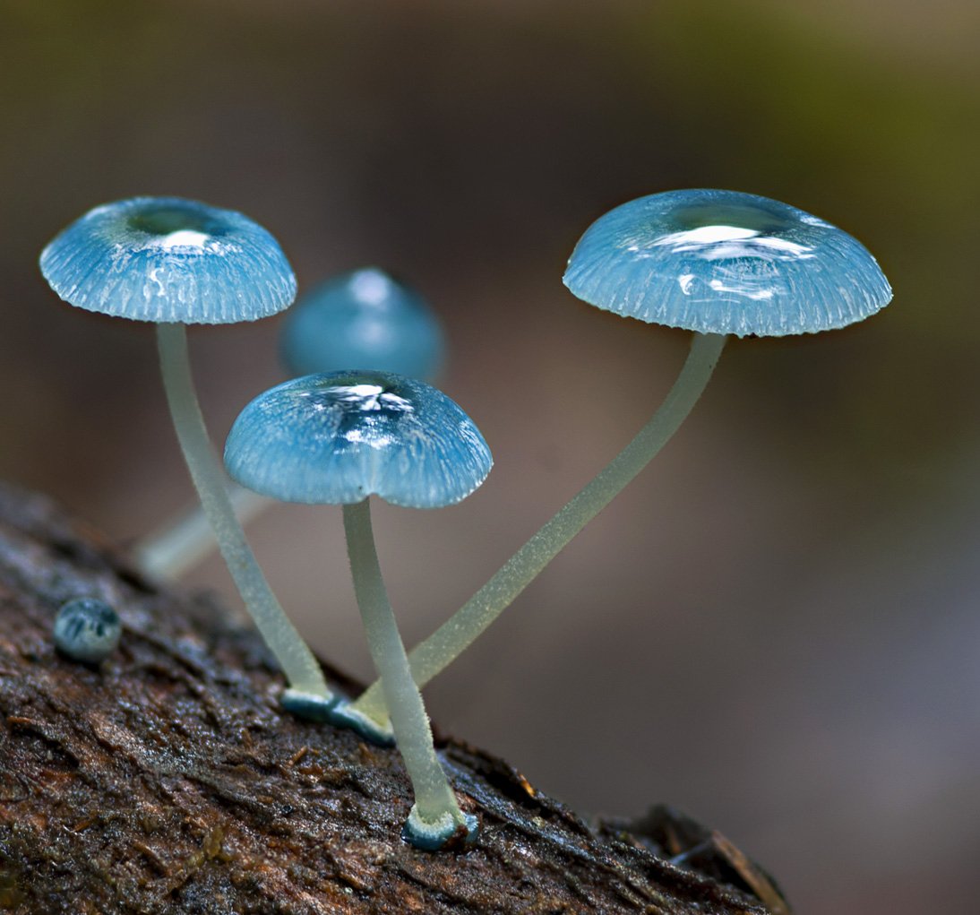 Гриб воздуха. Гриб голубая Мицена. Мицена Mycena. Мицена хлорофос. Млечник голубой гриб.