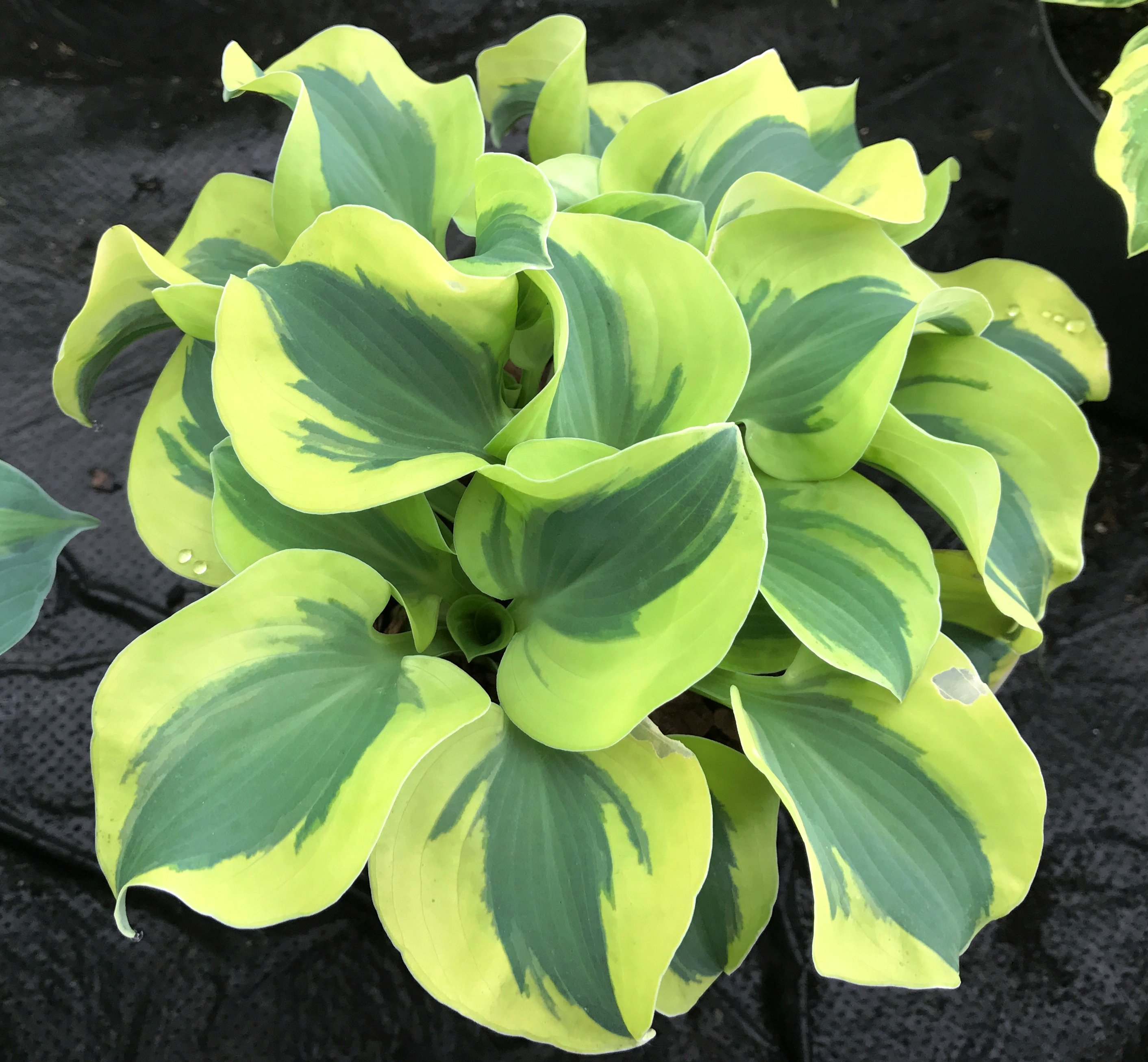 Hosta Funkia Mix С†РІРµС‚С‹