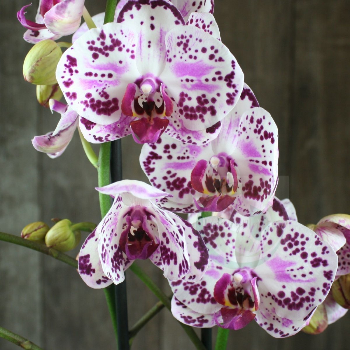 орхидея лигатта фото