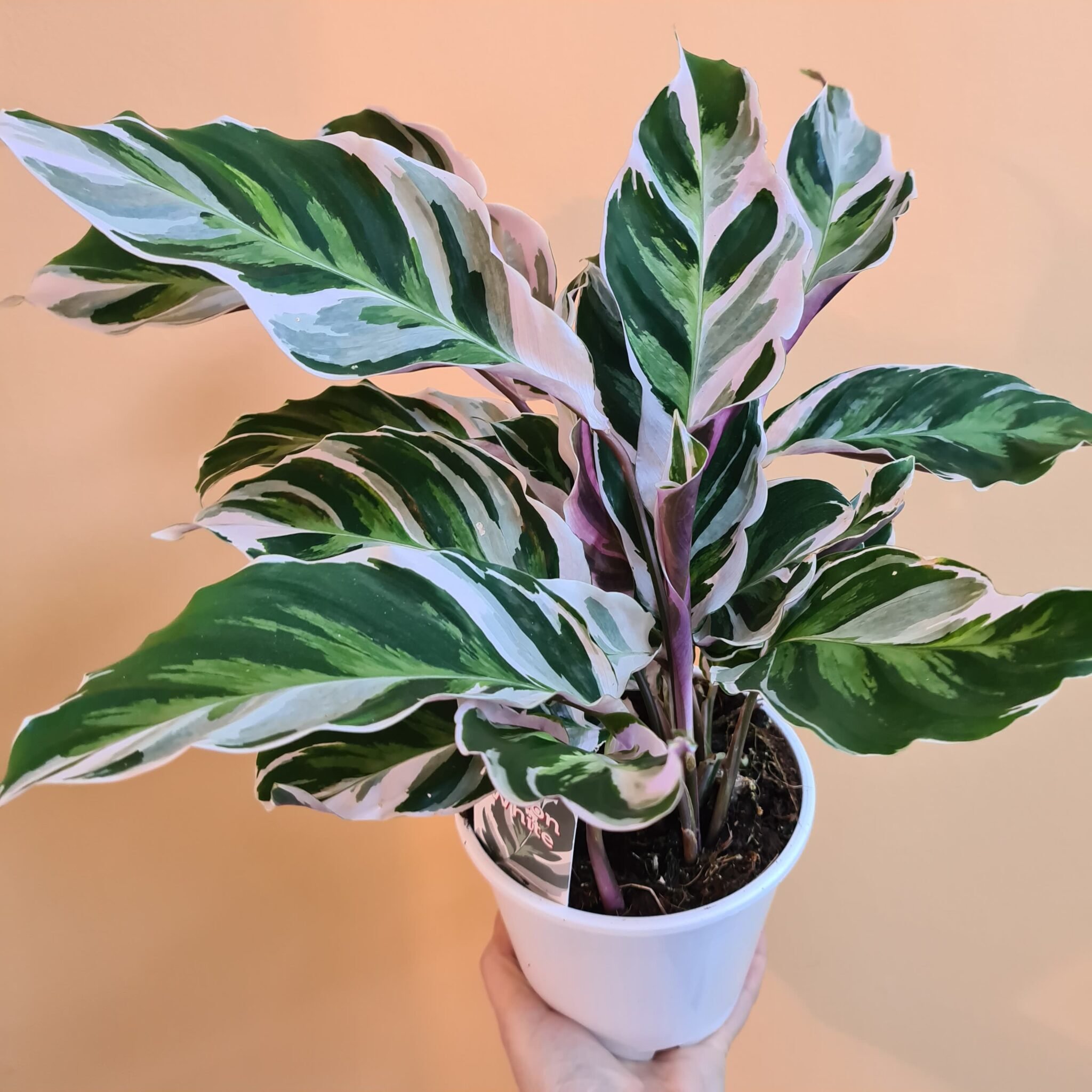 Calathea Majestica White Star Калатея Мажестика