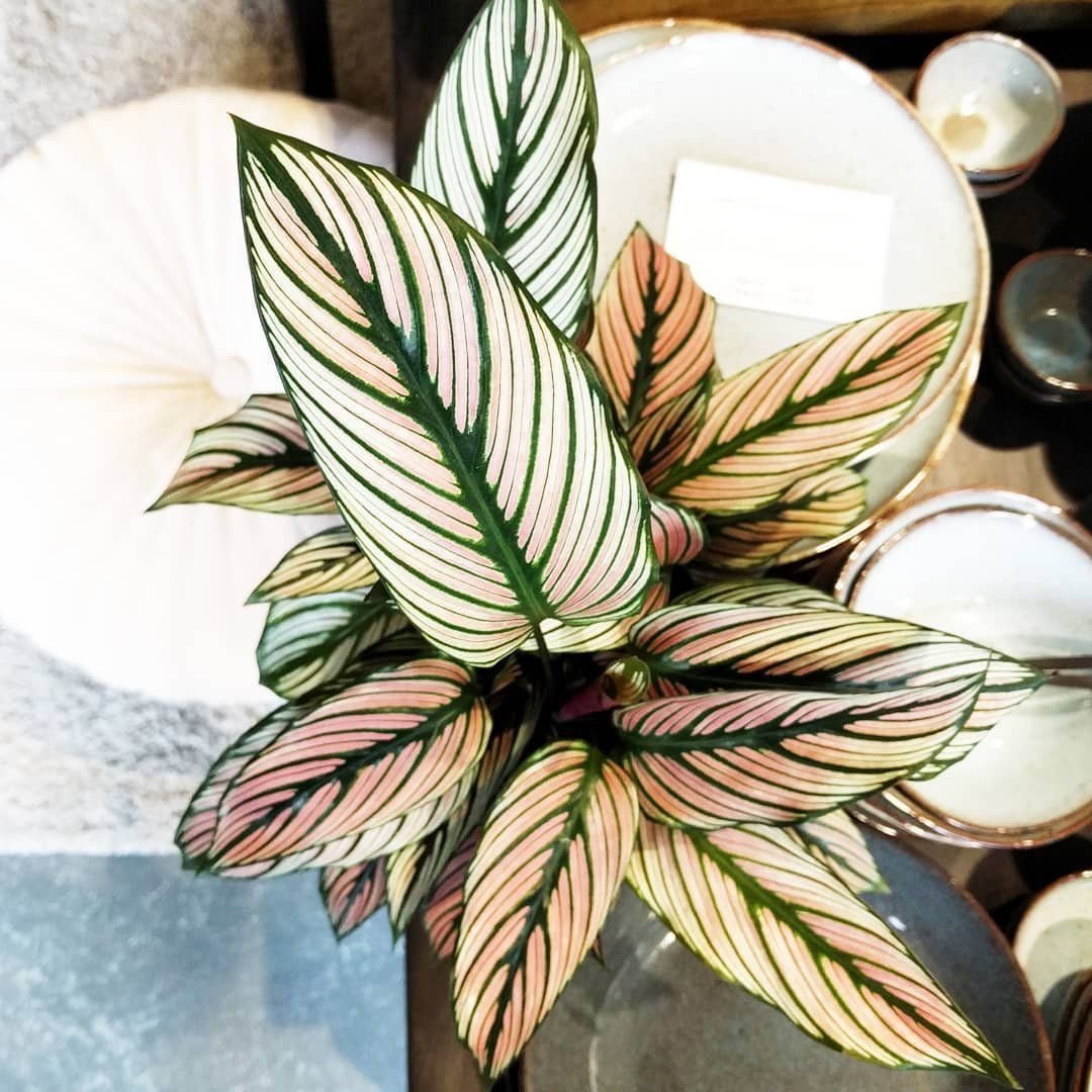 Calathea Majestica White Star Калатея Мажестика