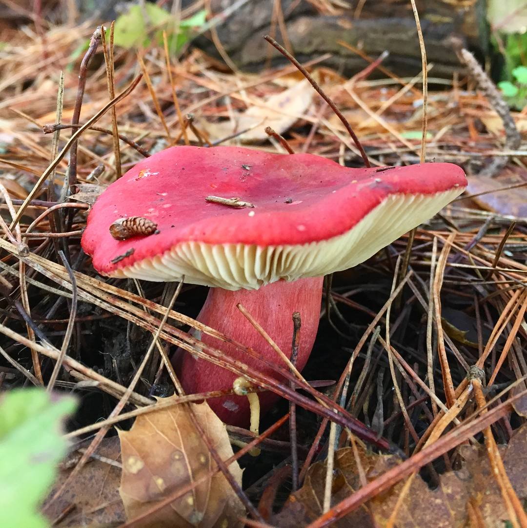 Сыроежка съедобная. Сыроежка бугорчато-Лазоревая. Сыроежка Мэйра Russula Nobilis. Сыроежка Гороховик. Сыроежка восковатая.