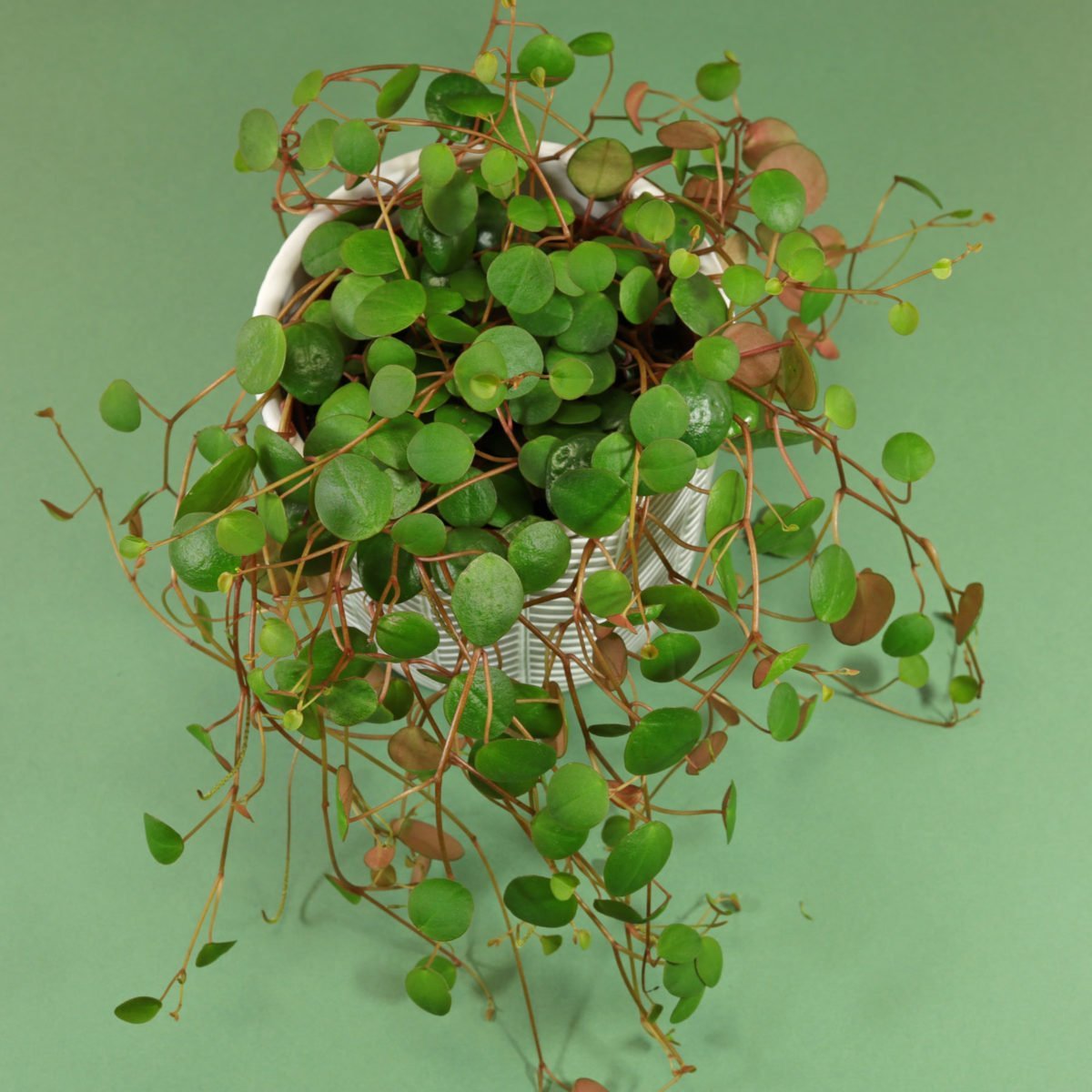 Пеперомия Peperomia bangroana