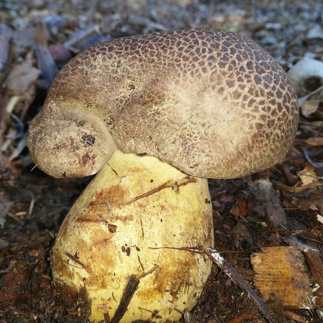 Боровик королевский