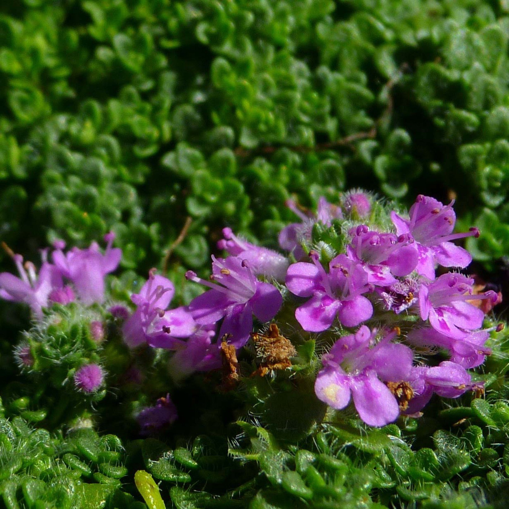 Тимьян фото. Чабрец (Thymus serpyllum). Тимьян Thymus serpyllum Elfin. Тимьян ползучий Elfin. Чабрец Поволжье.