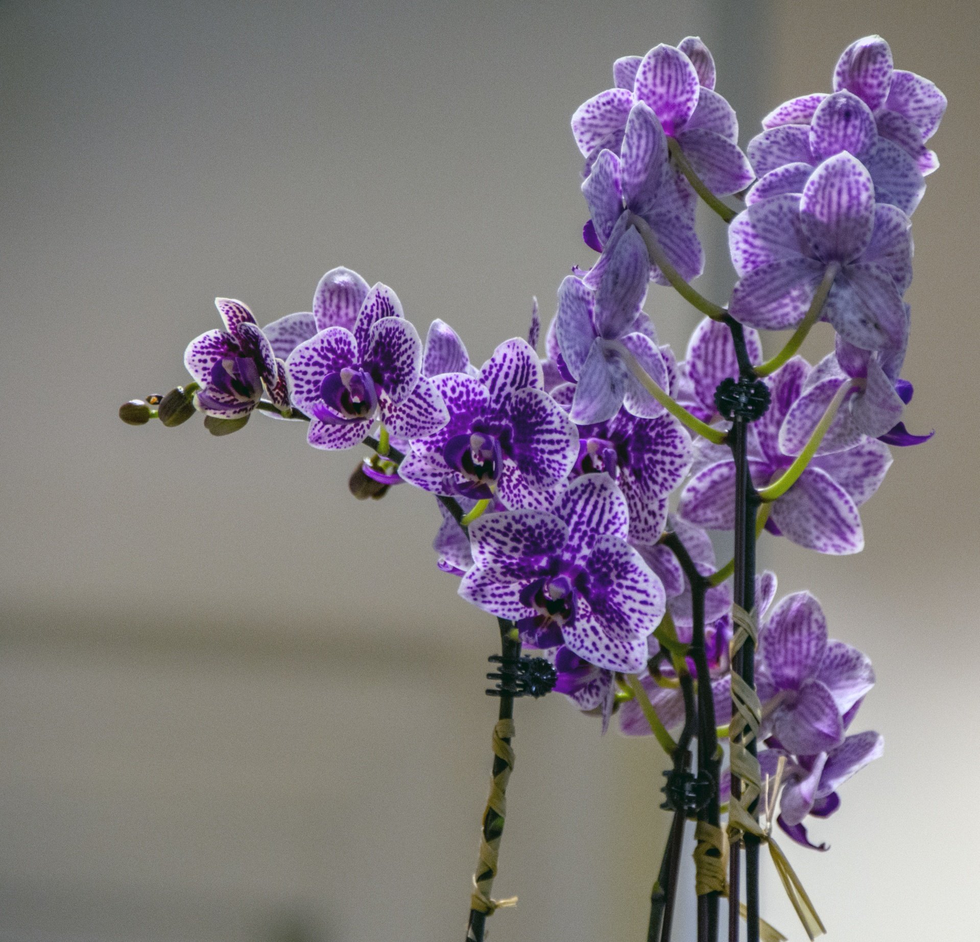 каталог орхидеи фаленопсис фото