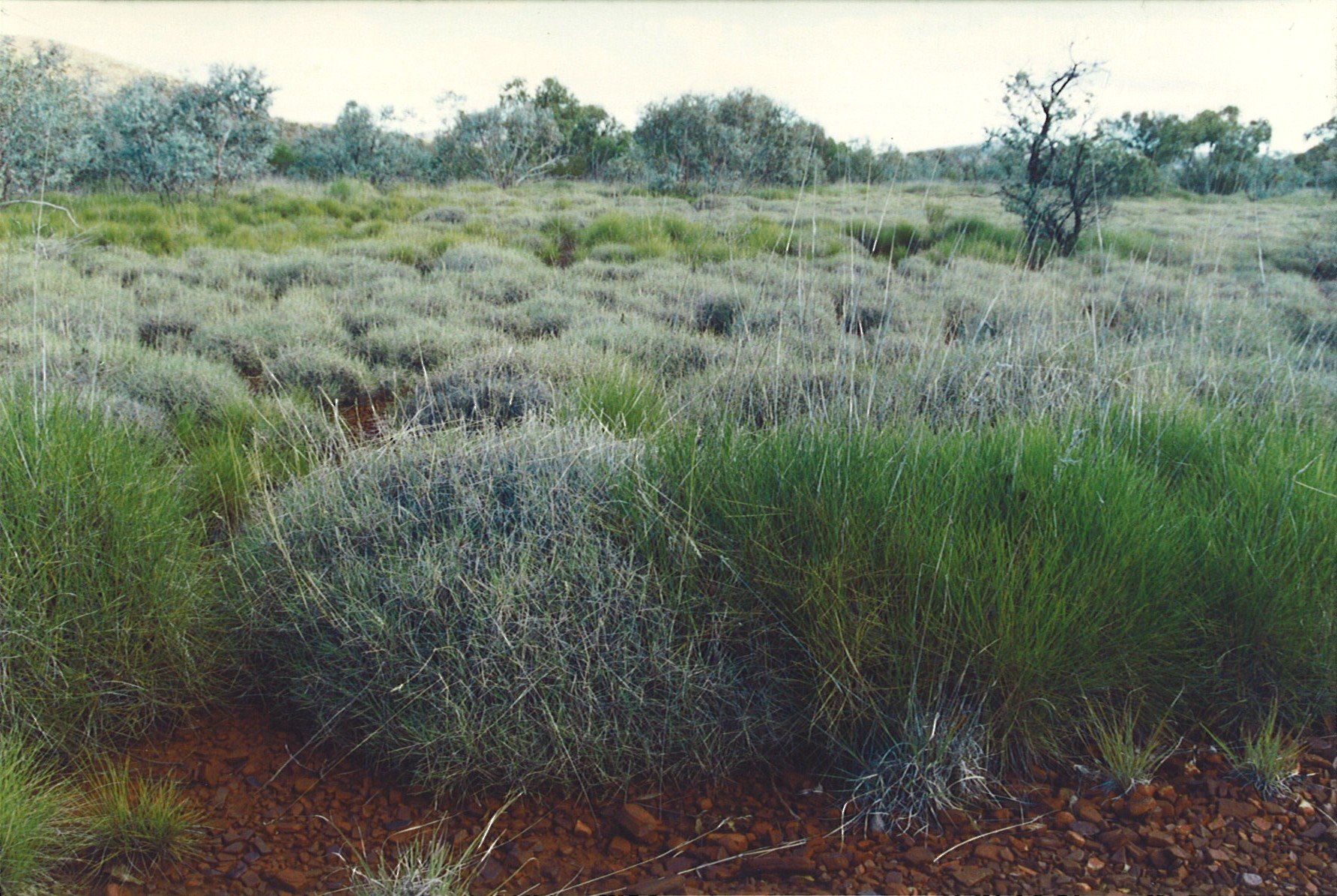 Заросли низкорослых вечнозеленых. Спинифекс растение Австралии. Малли скрэб. Малли скрэб в Австралии. Пустыни Австралии скрэб.