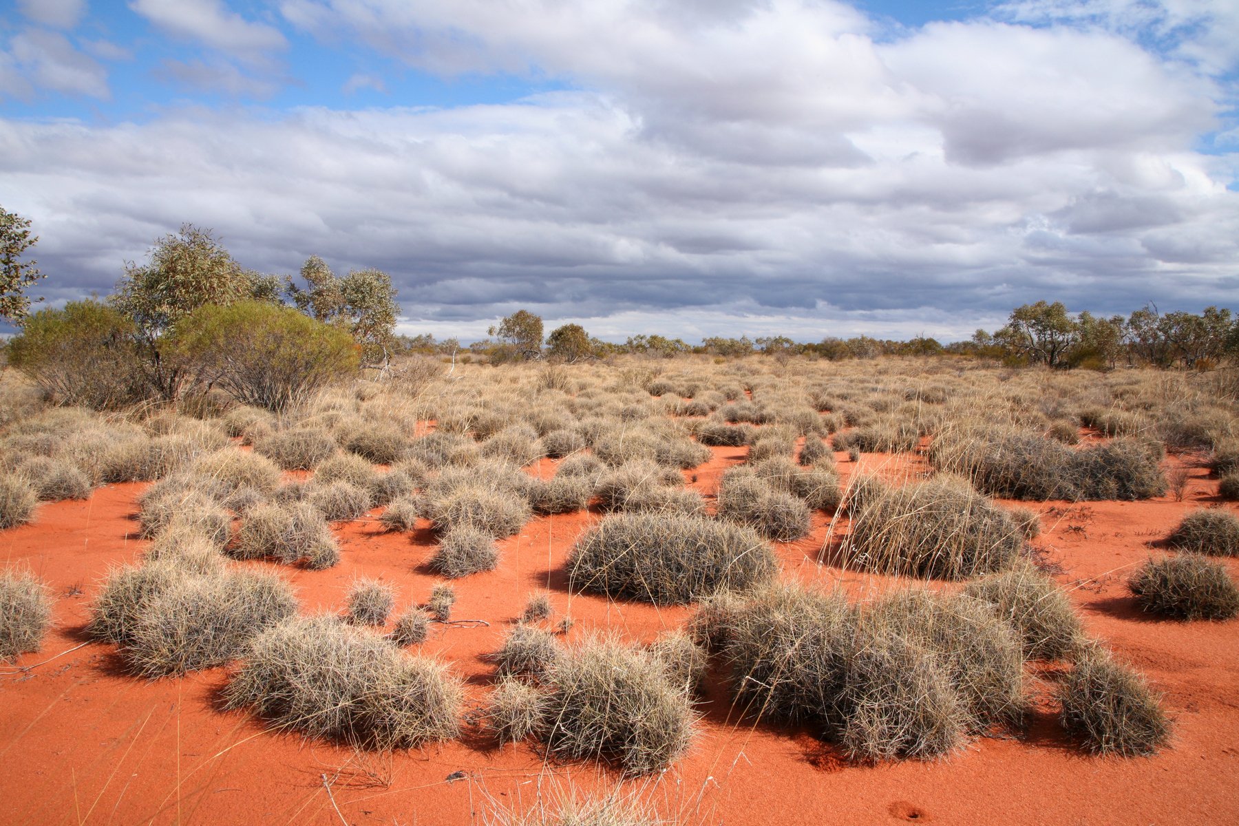 Kochia californica в пустыне