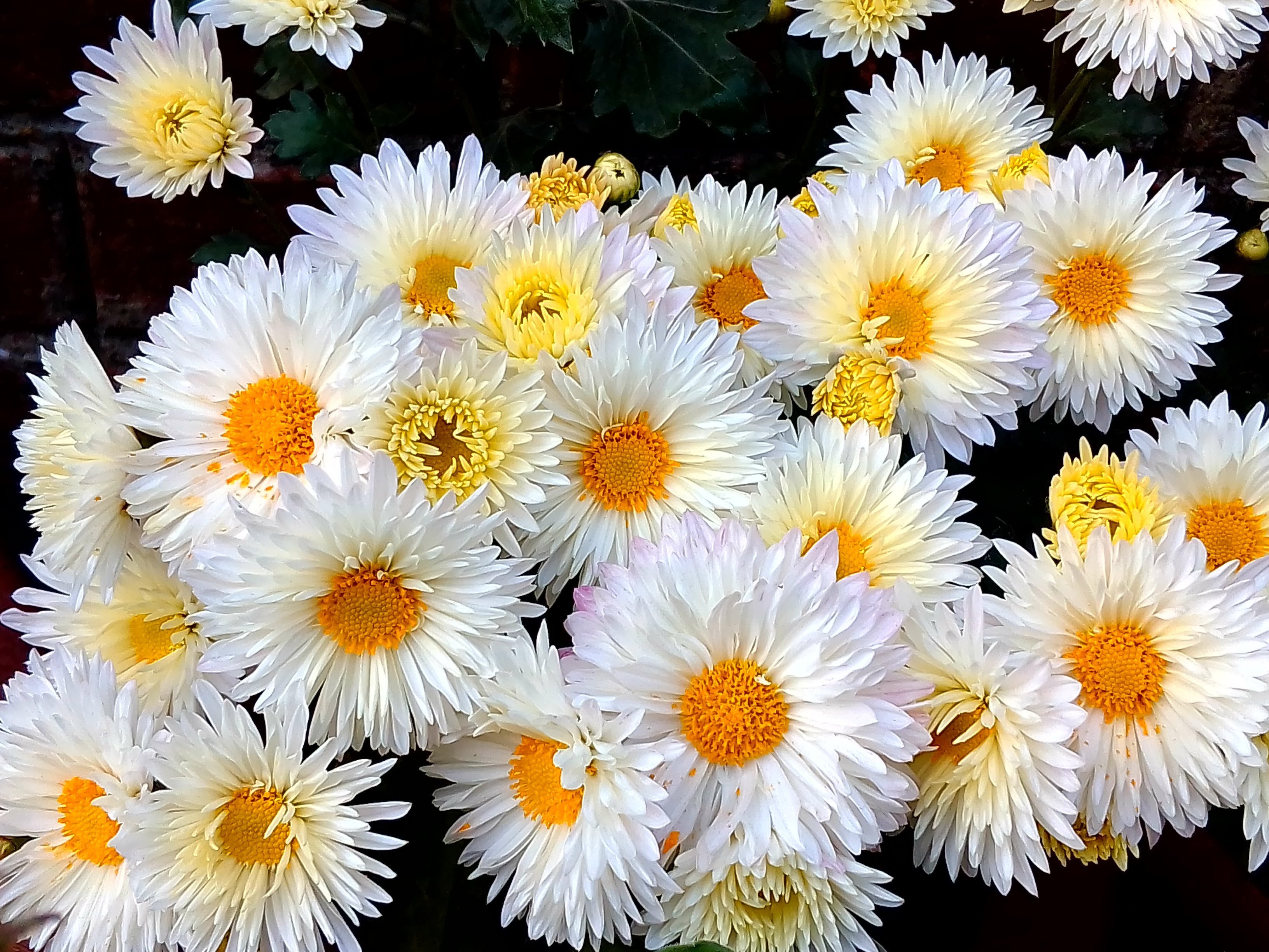 Цветок хризантемы картинки