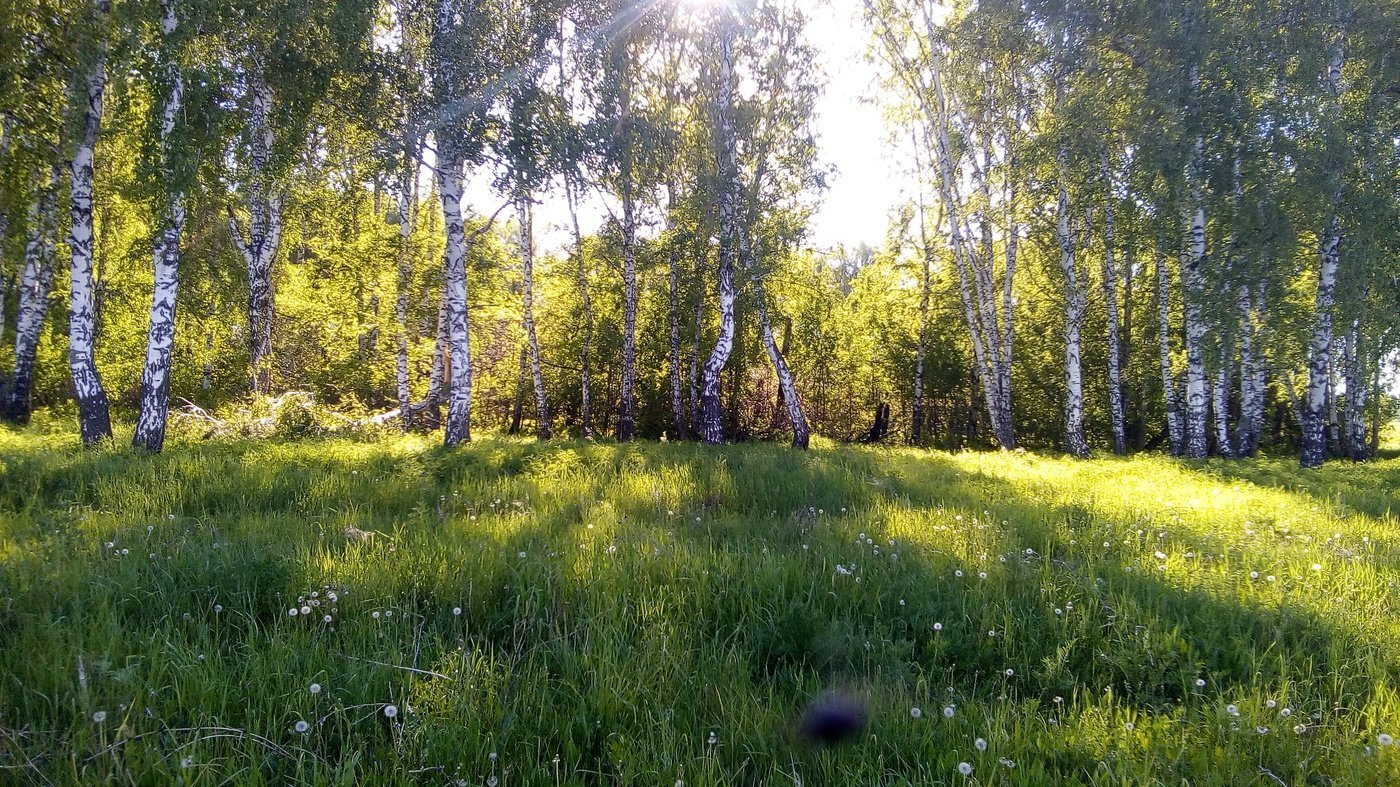 Берёзовая роща Красноуфимск. Березовая роща опушка. Березовая роща Рязань. Роща Бор опушка Луга.