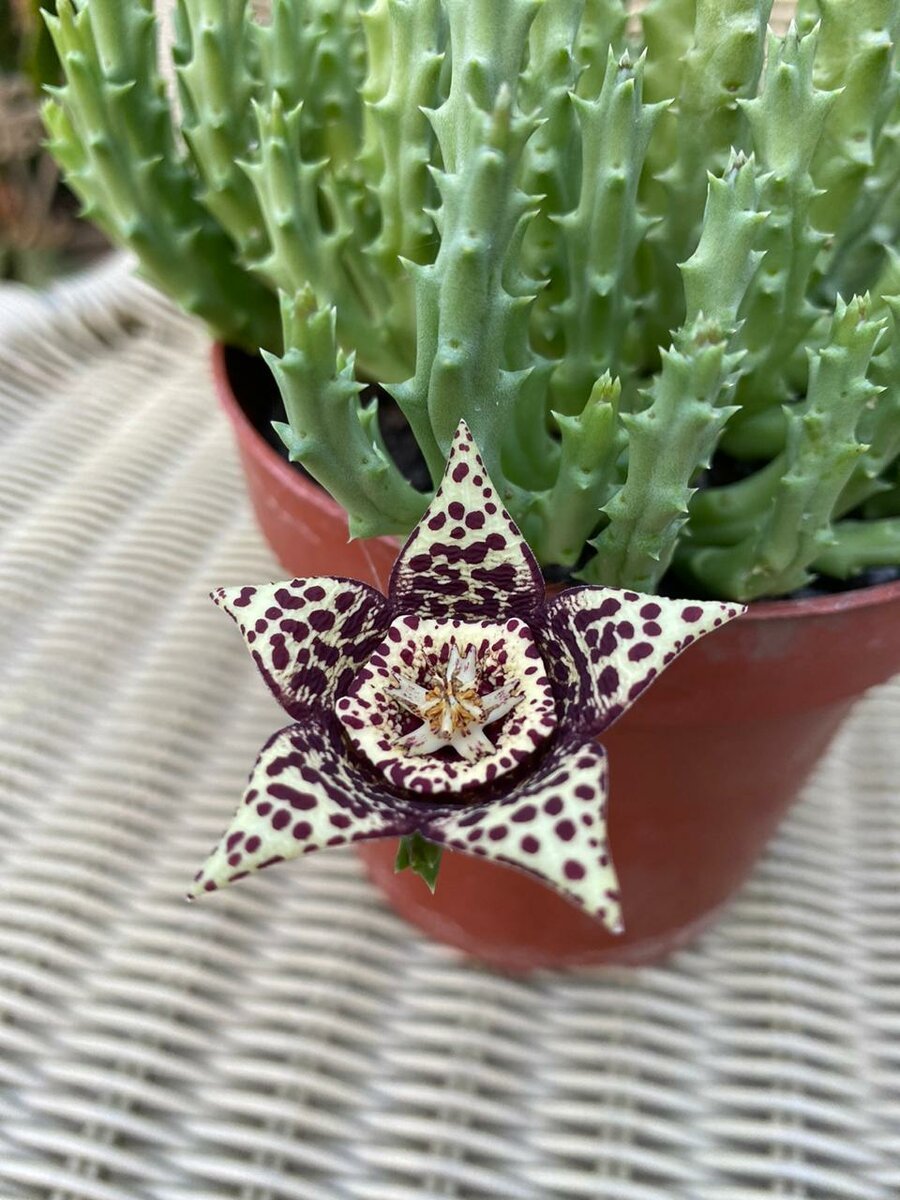 Stapelia flavopurpurea