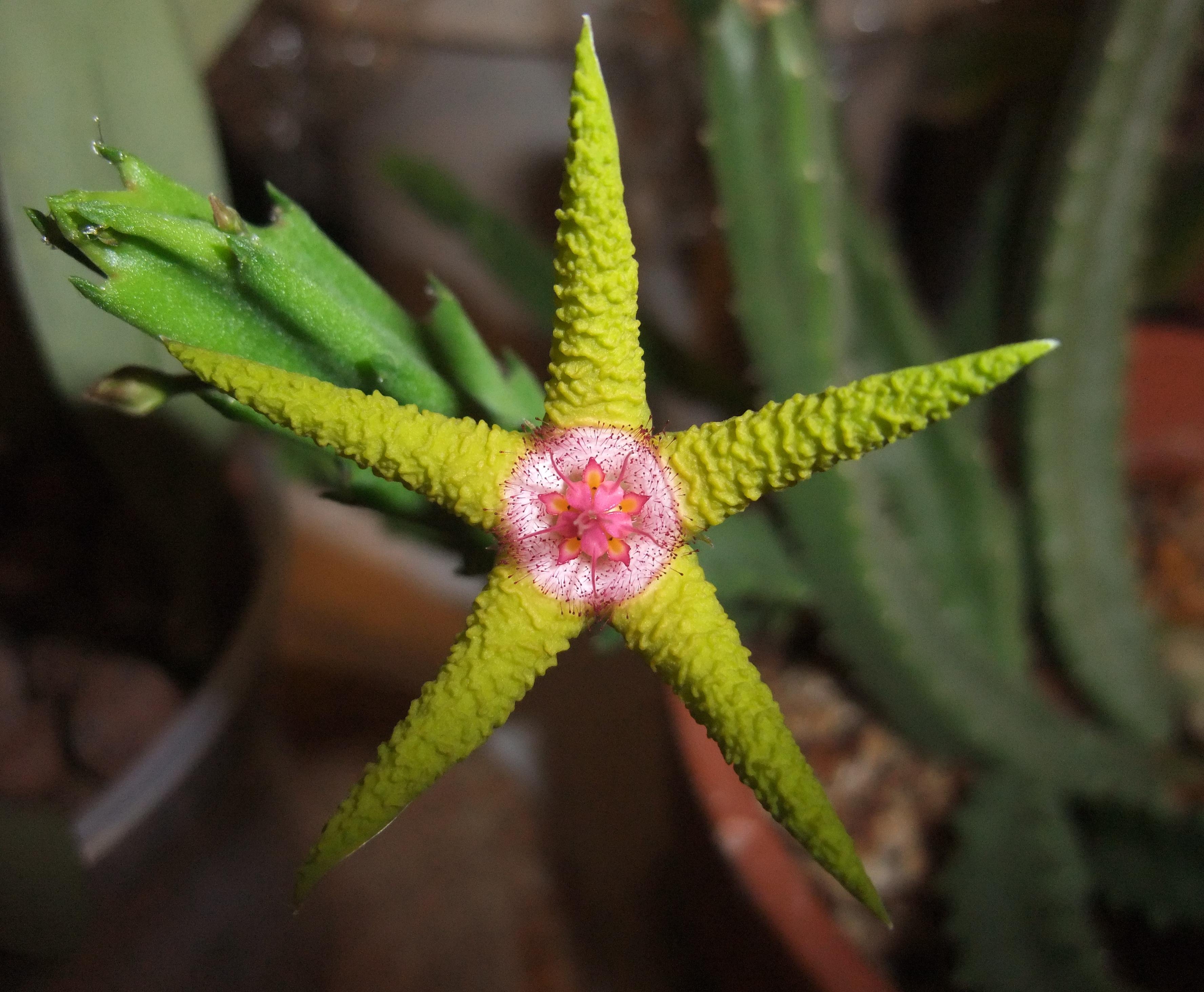 Stapelia flavopurpurea