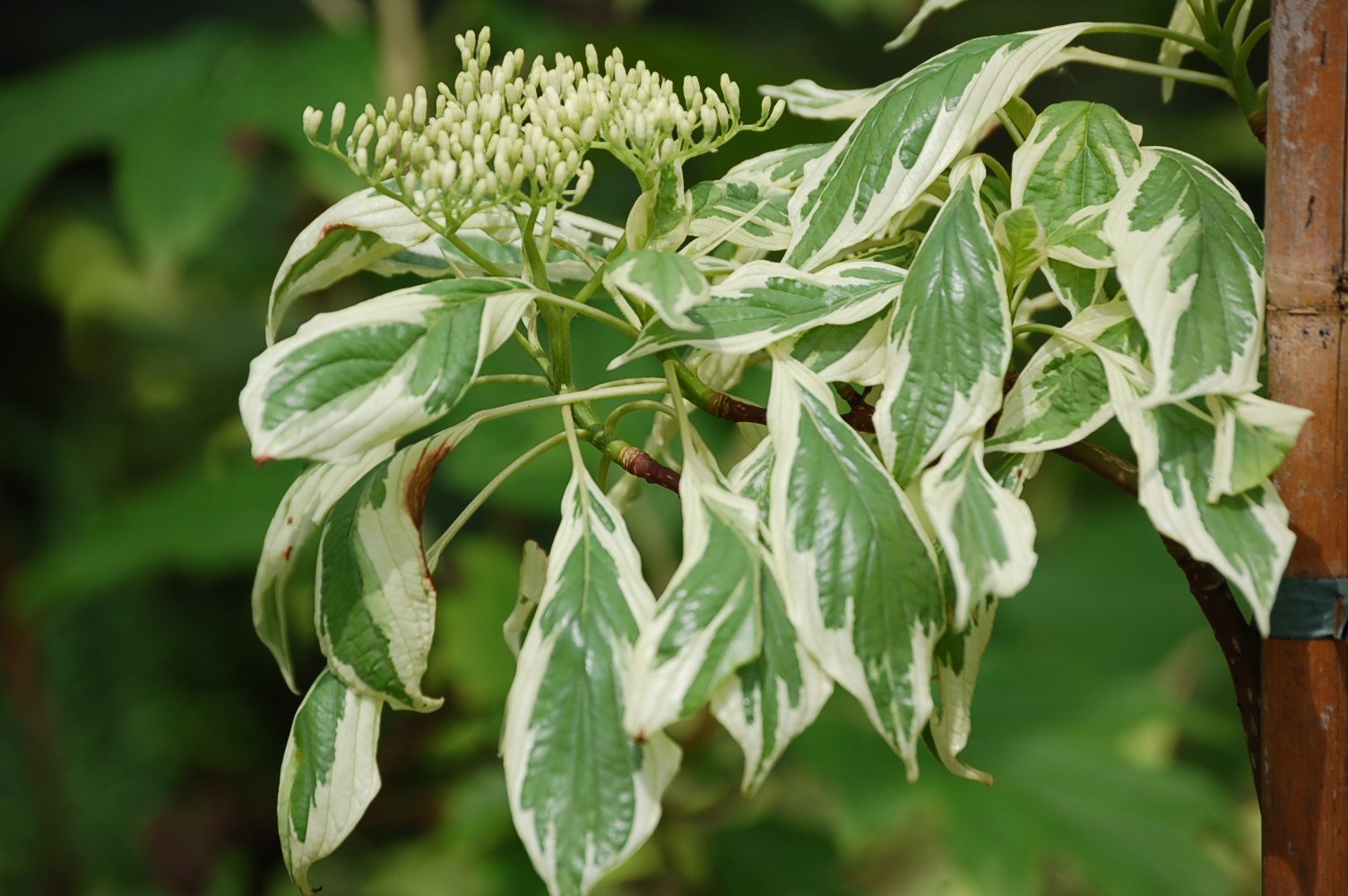 Дерен вариегата описание и фото. Дерен Вариегата. Дерен спорный Cornus controversa. Дерен контроверза Вариегата. Дерен спорный Вариегата.