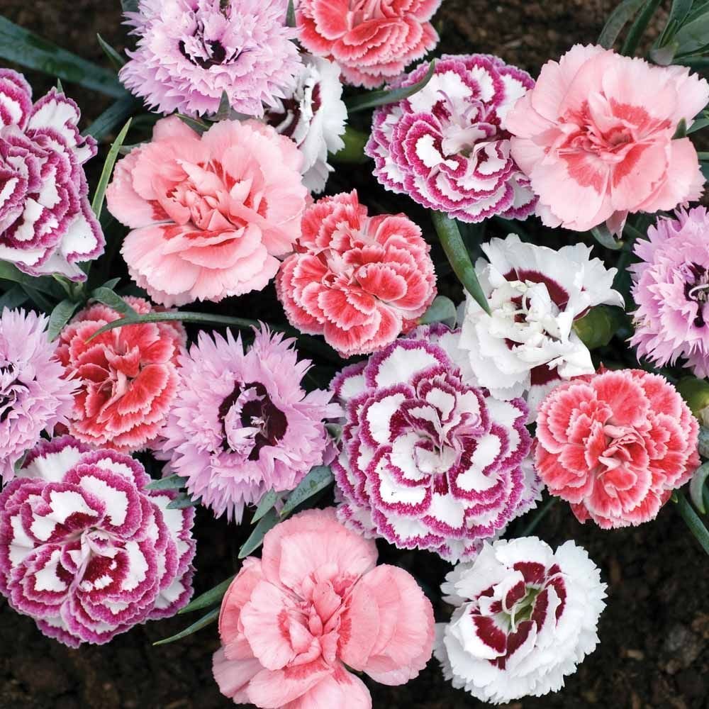 Dianthus Arabella Purple гвоздика