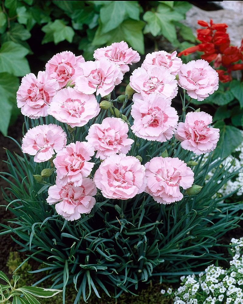 Гвоздика Dianthus Doris