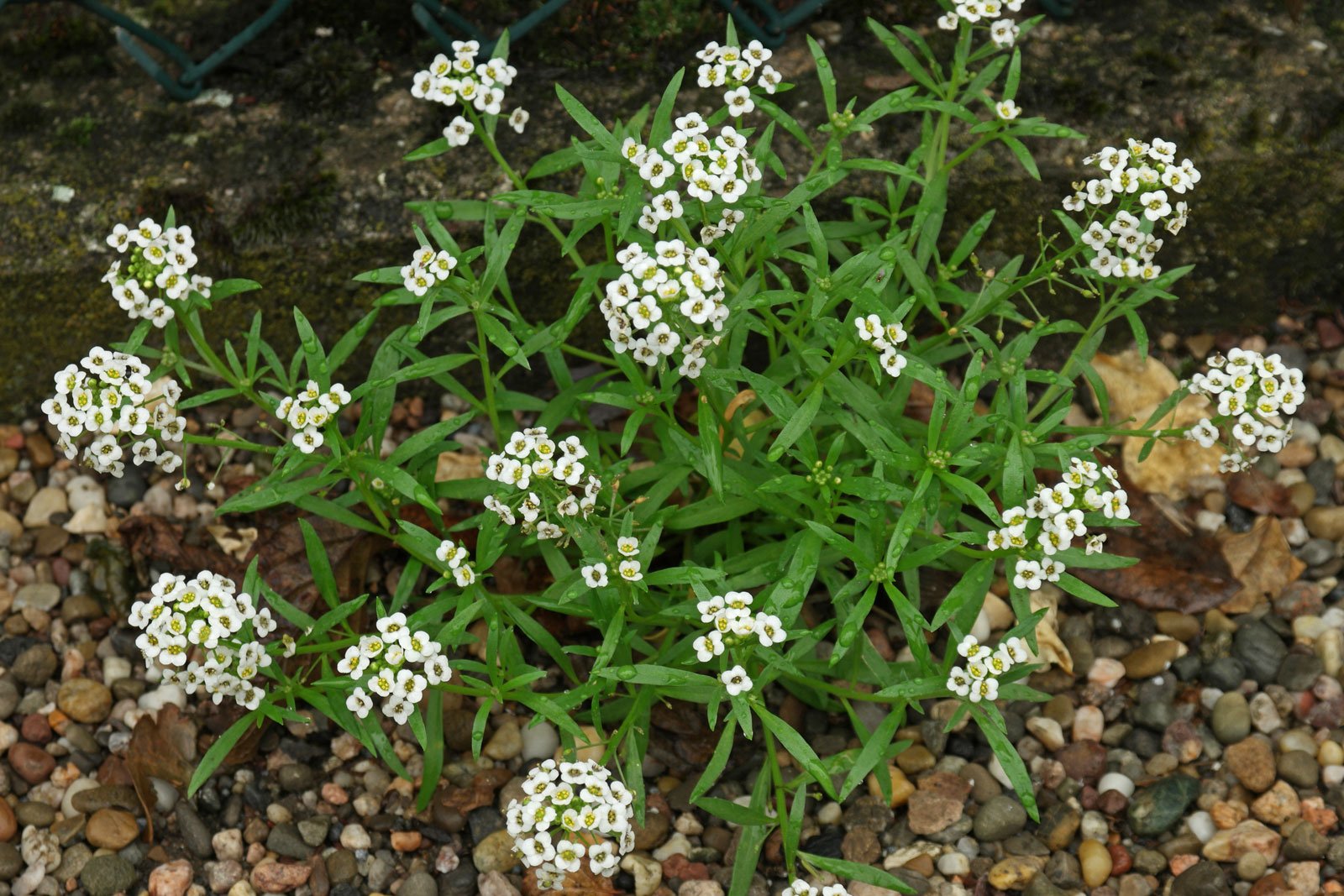 Алиссум Lobularia maritima