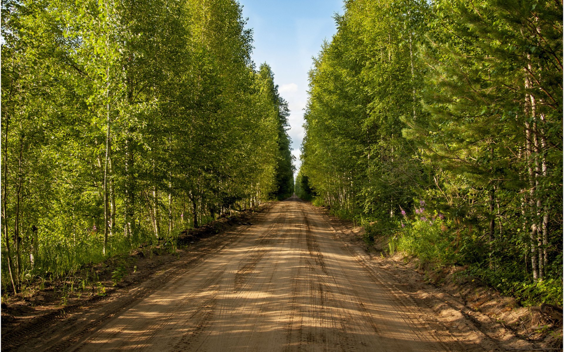 Дорога в лесу. Лесная дорога. Дорога у леса. Лето лес дорога.