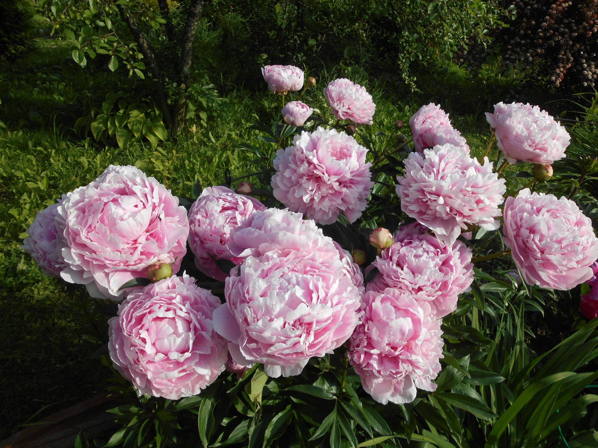 Розовые пионы сорта. Sarah Bernhardt пион.