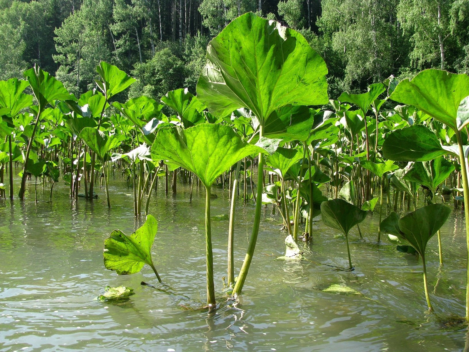 Болотные лопухи. Речные растения. Водные растения. Водные речные растения. Растения растущие в воде.