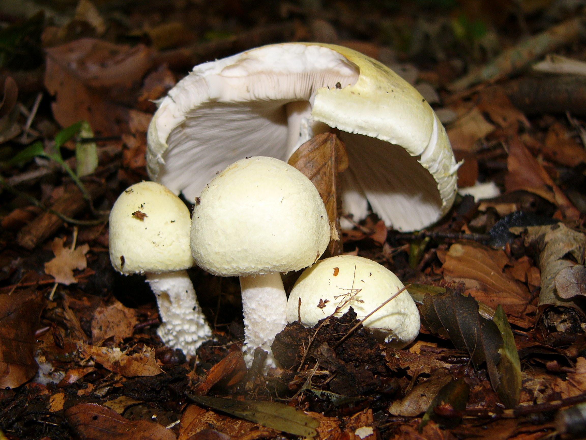 Шампиньон лесной. Шампиньон перелесковый. Шампиньон перелесковый Agaricus silvicola. Печерица, Луговой шампиньон ложные. Шампиньоны Лесные ложные.