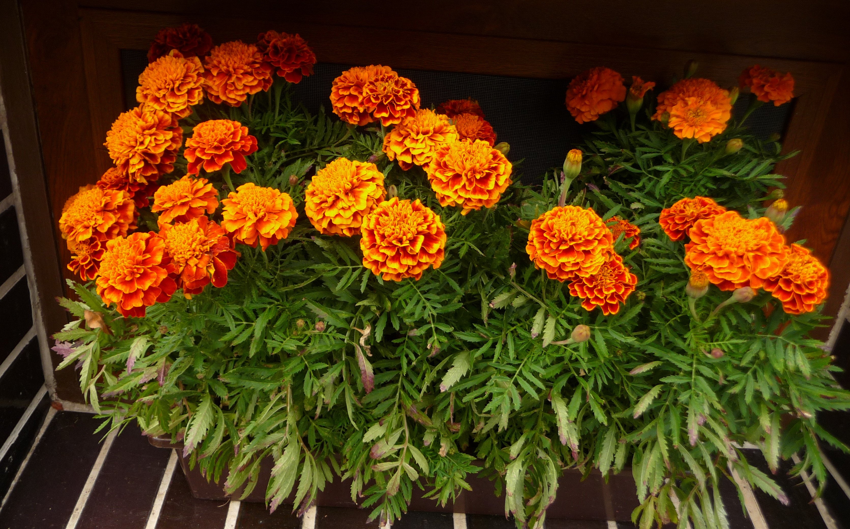 Бархатцы Tagetes patula