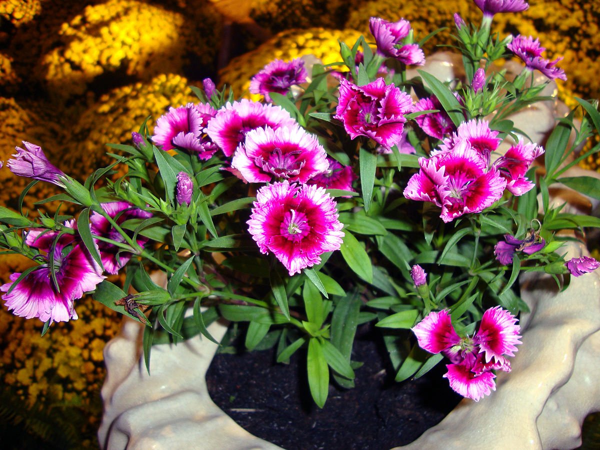 Dianthus chinensis гвоздика китайская