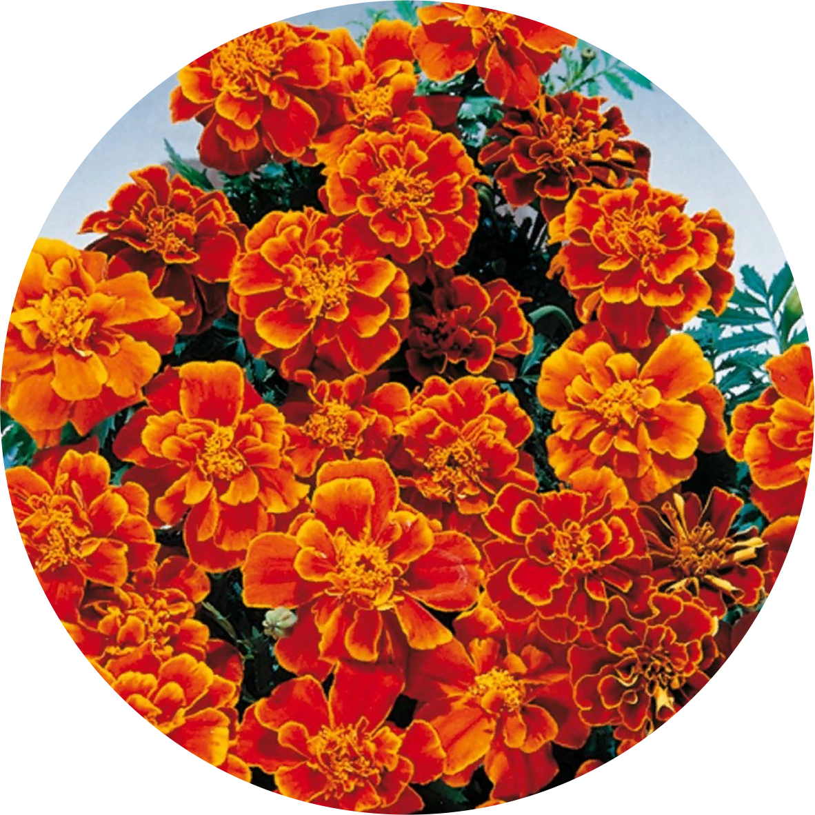 Бархатцы Tagetes patula Safari Bolero