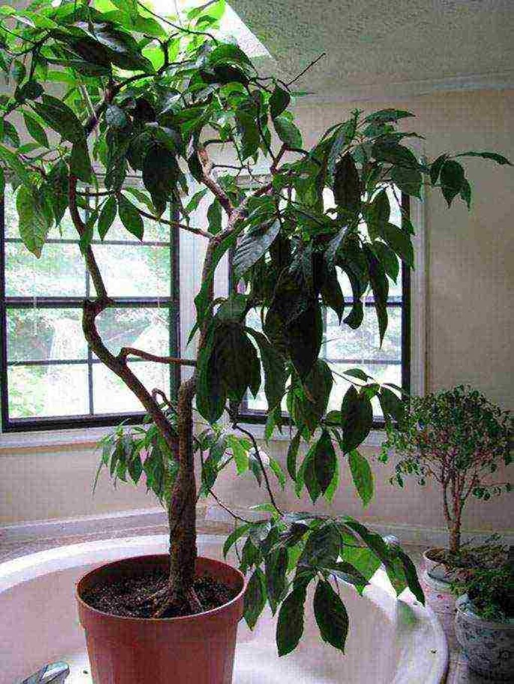 Фото авокадо выращенных в домашних условиях. Авокадо дерево. Плодоносящее дерево авокадо. Дерев ЮО авокадо. Авокадо куст.