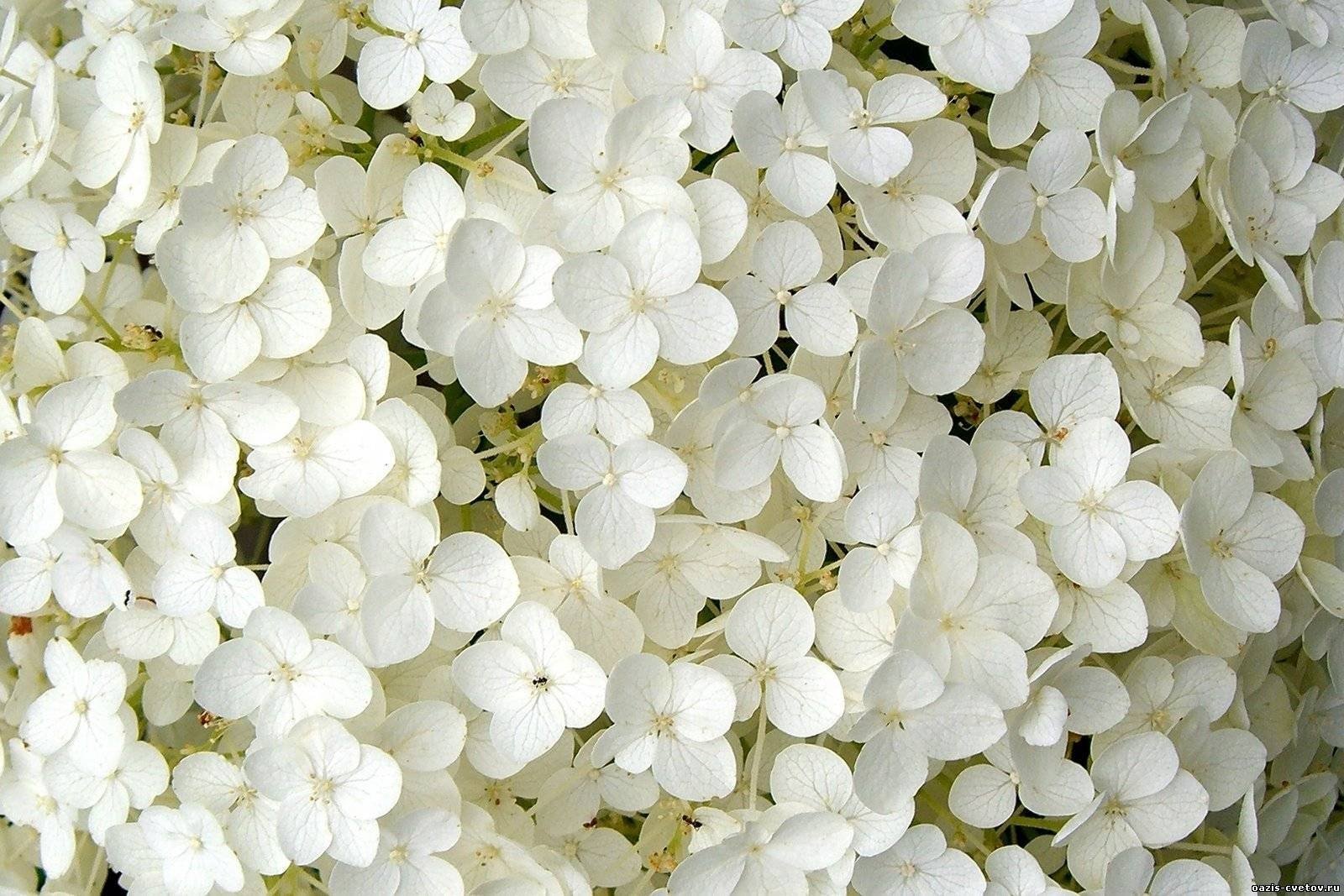 Картинка бела. Белые цветы. Мелкие белые цветы. Декоративные белые мелкие цветы. Красивые мелкие цветы.