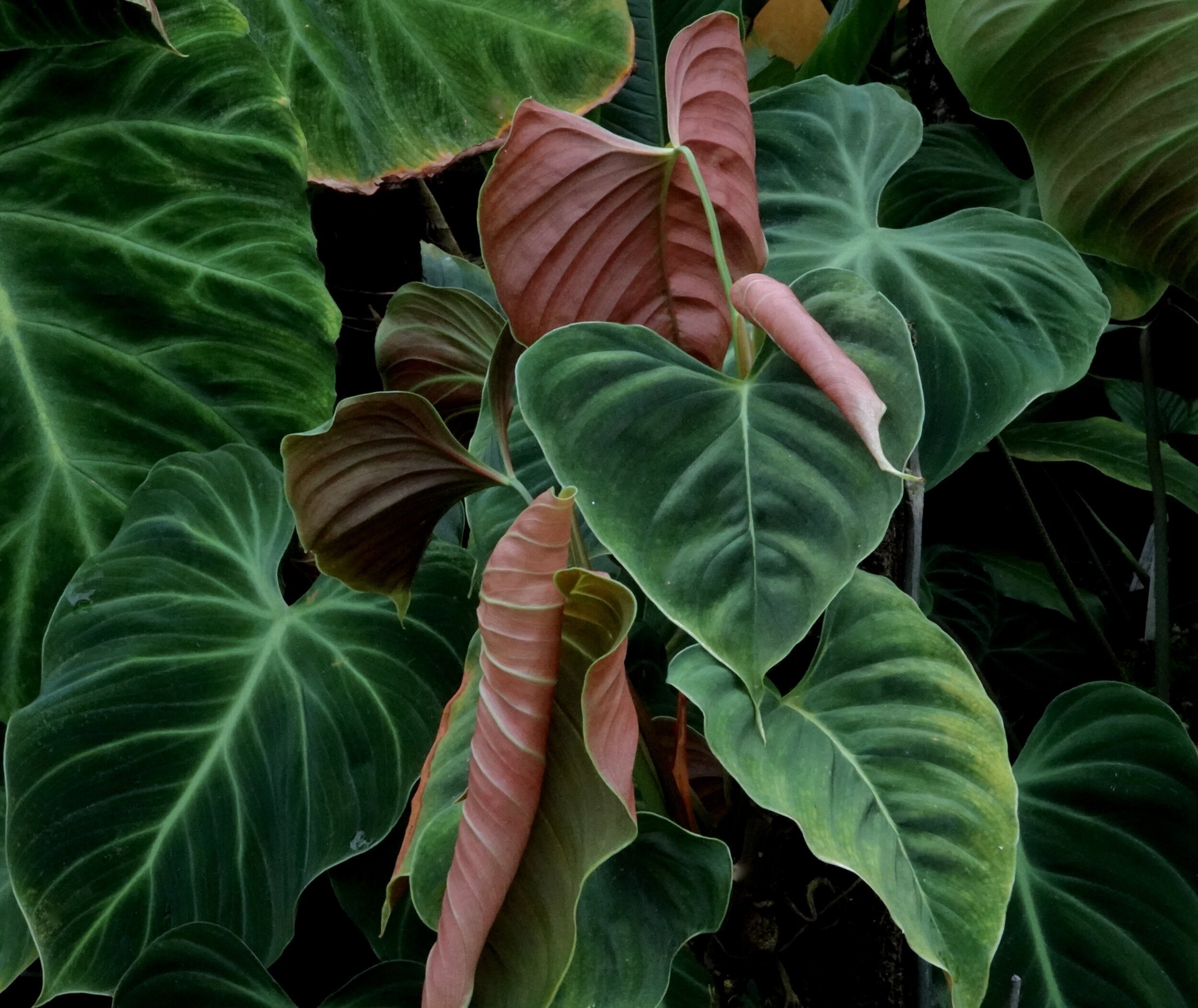 Philodendron Micans