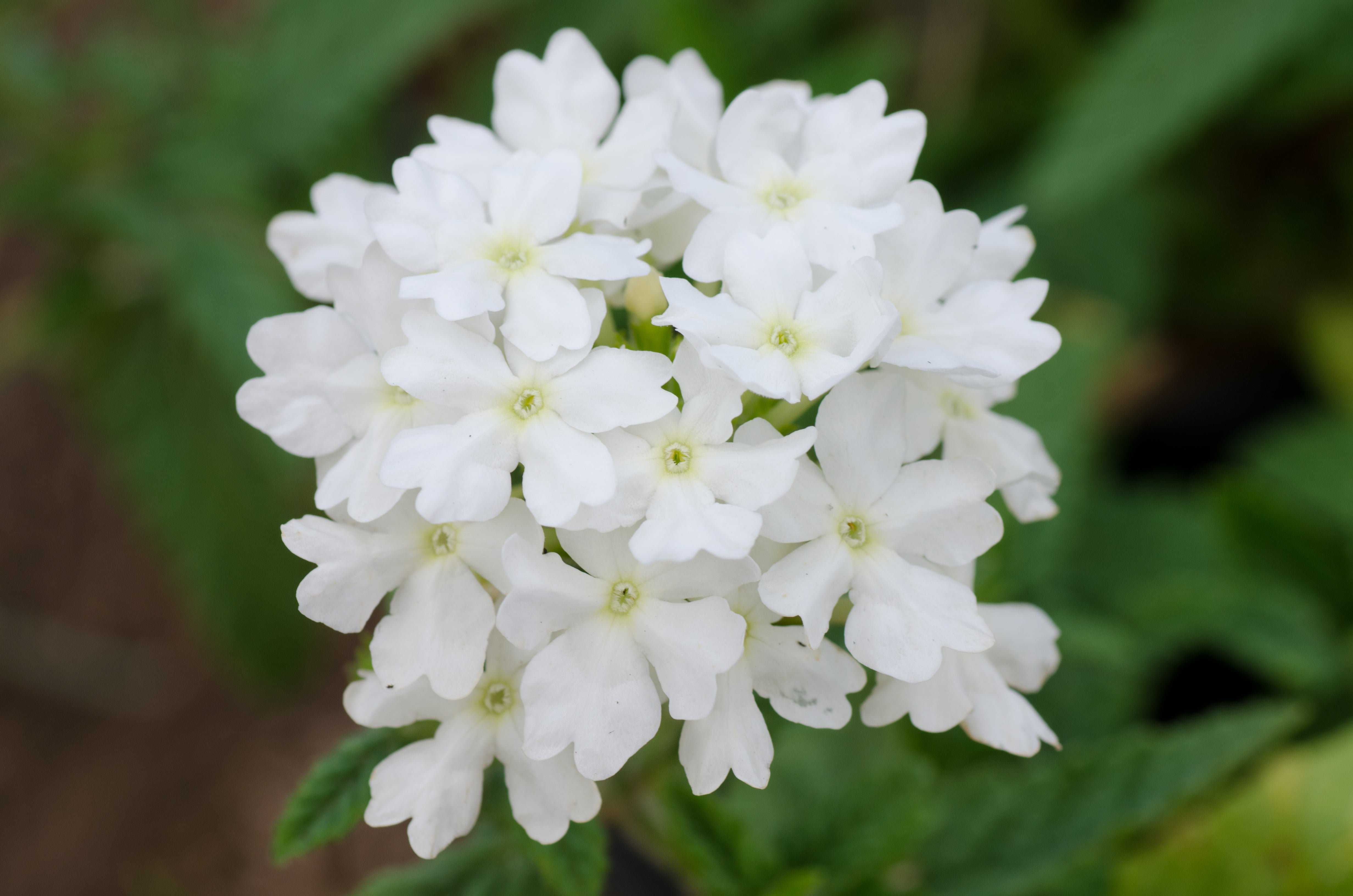 Вербена белая. Вербена кварц белая. Вербена цветок белая. Вербена белая / Verbena White. Вербена Lindolena White.