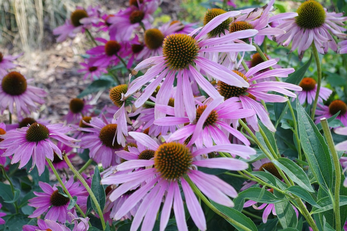 Echinacea purpurea Herb