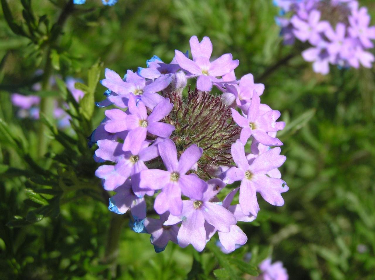 Verbena шалфей