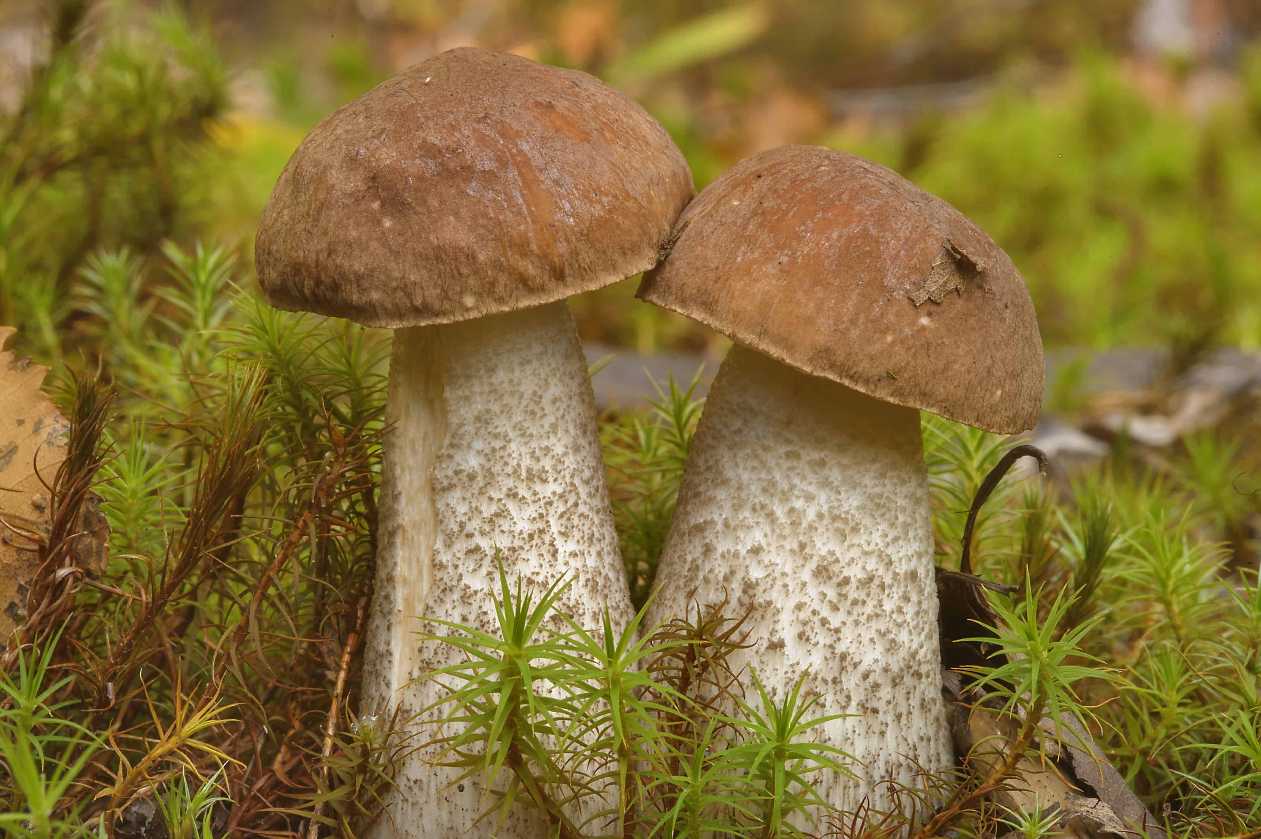 Подберезовик группа грибов. Leccinum scabrum подберезовик обыкновенный. Подберезовик обыкновенный (обабок). Обабки белые грибы подберезовики. Подберезовик обыкновенный (обабок черный).