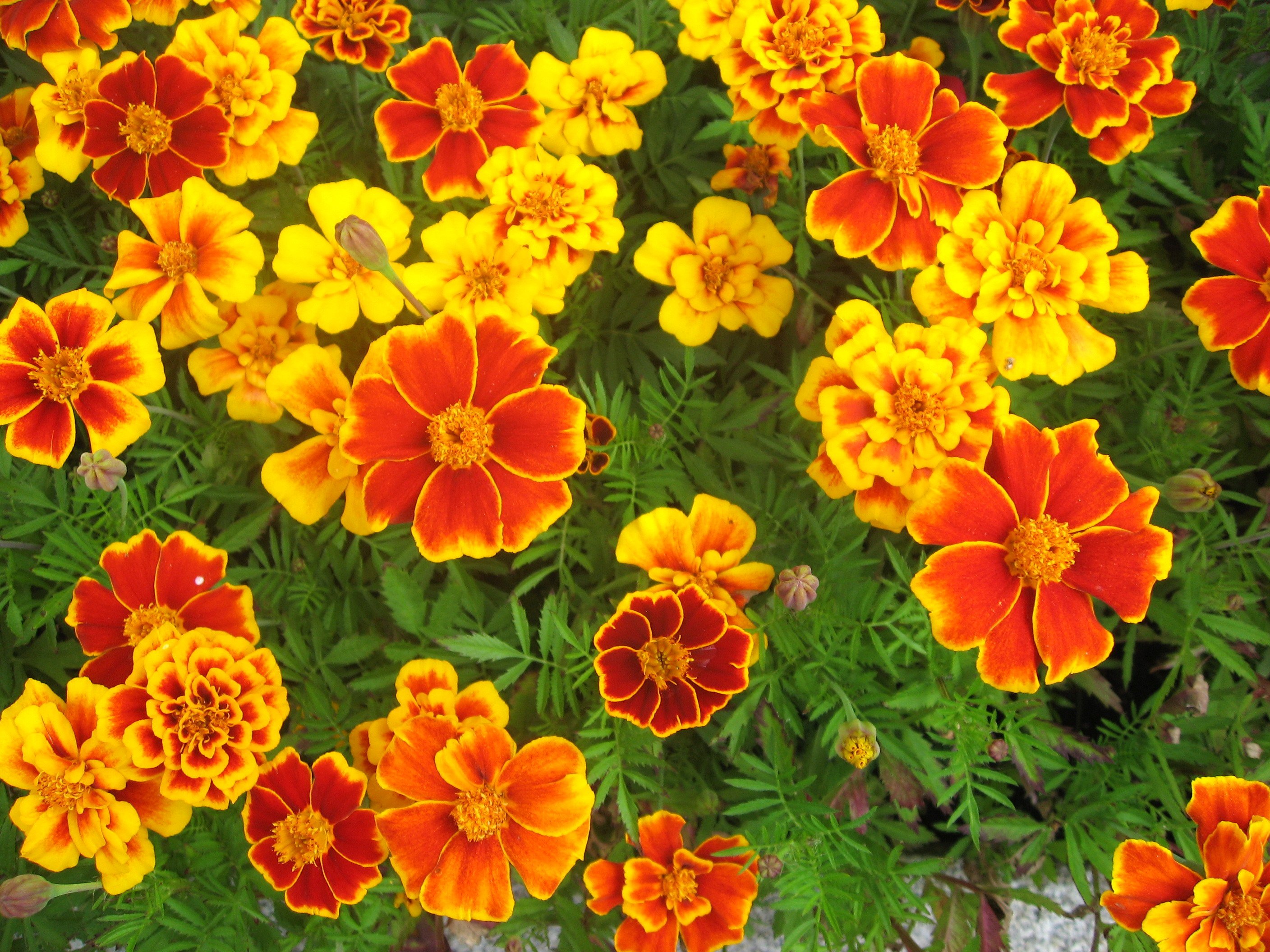 Примула Tagetes Orange