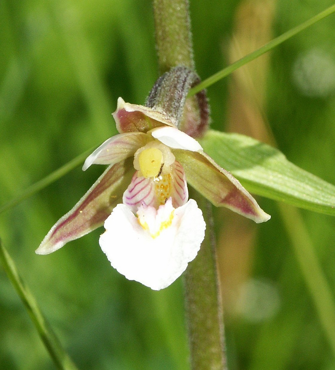 Дремлик болотный. Дремлик болотный (Epipactis palustris). Орхидея Дремлик. Дремлик Тунберга. Дремлик альбинос.